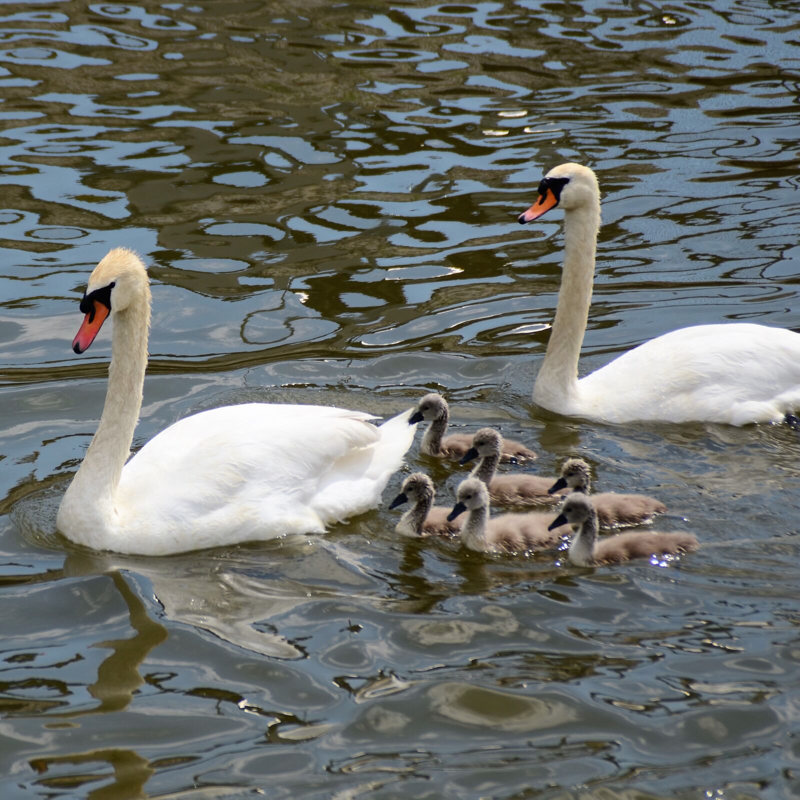 Nikon D7000 sample photo. Swan family, swan chicks photography