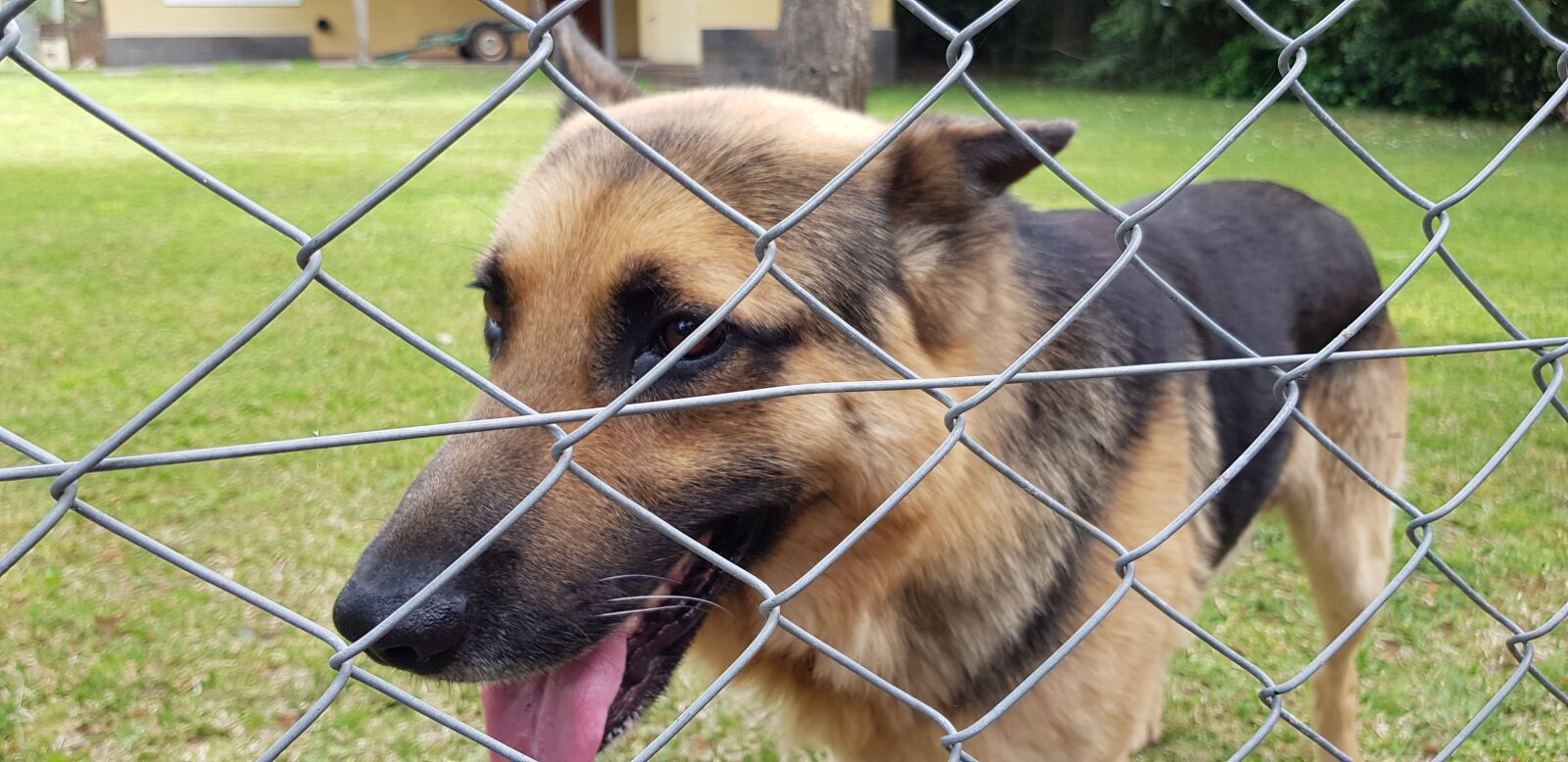 Samsung Galaxy S8 sample photo. Perro, amigo del hombre photography