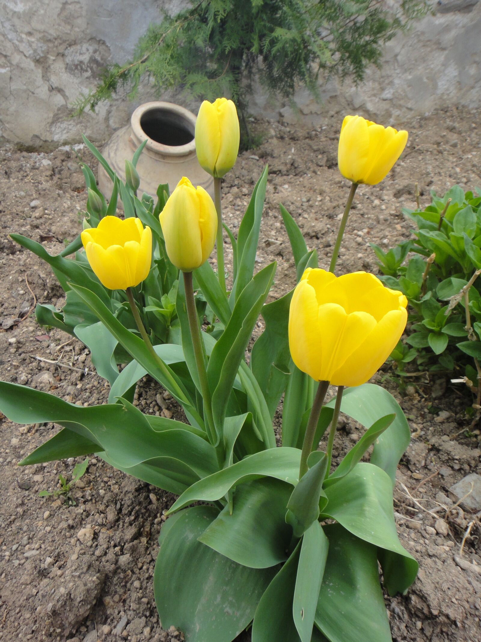Sony Cyber-shot DSC-TX5 sample photo. Tulips, flower, spring photography