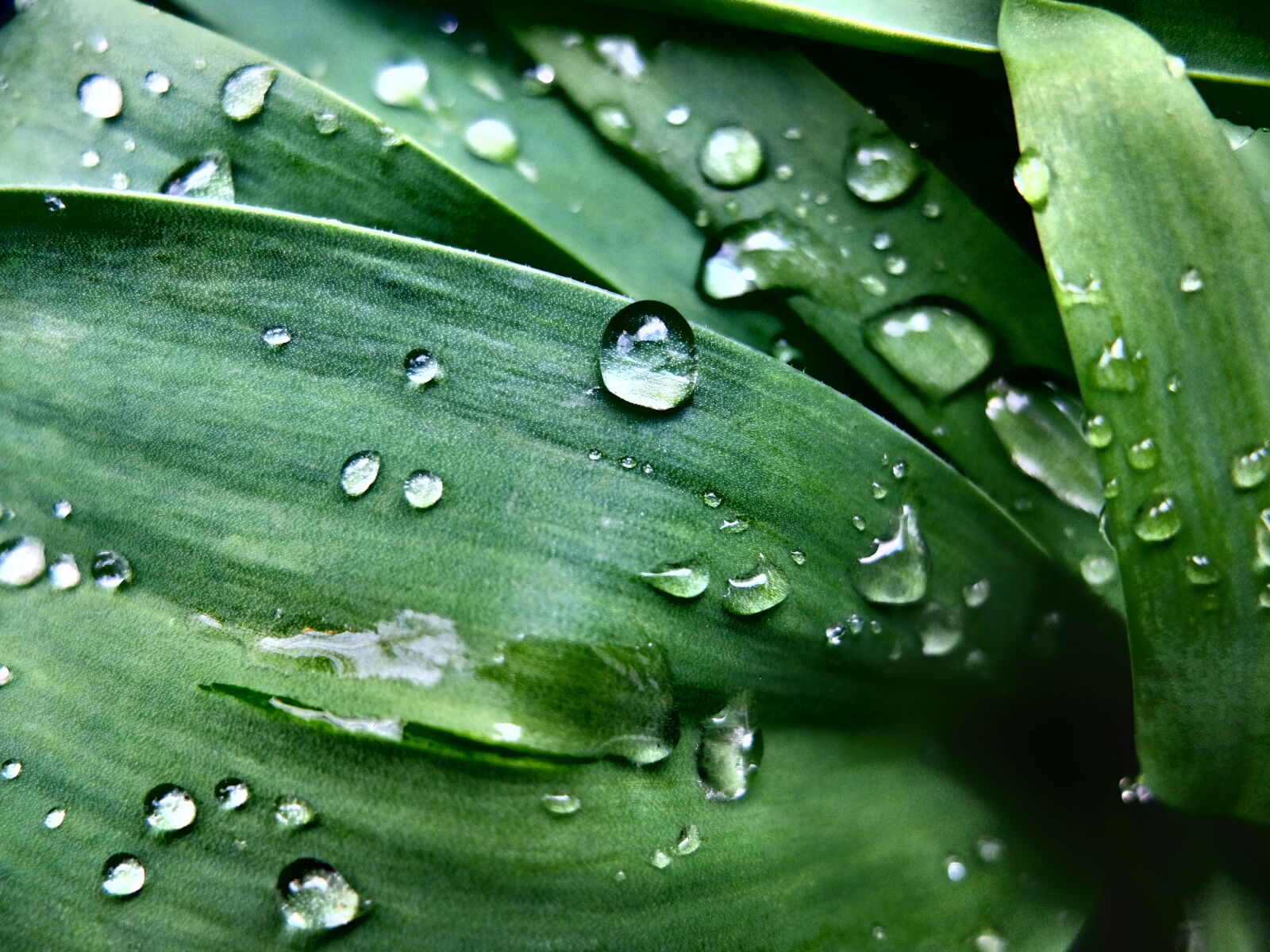 Fujifilm X30 sample photo. Drops, green, nature, plant photography