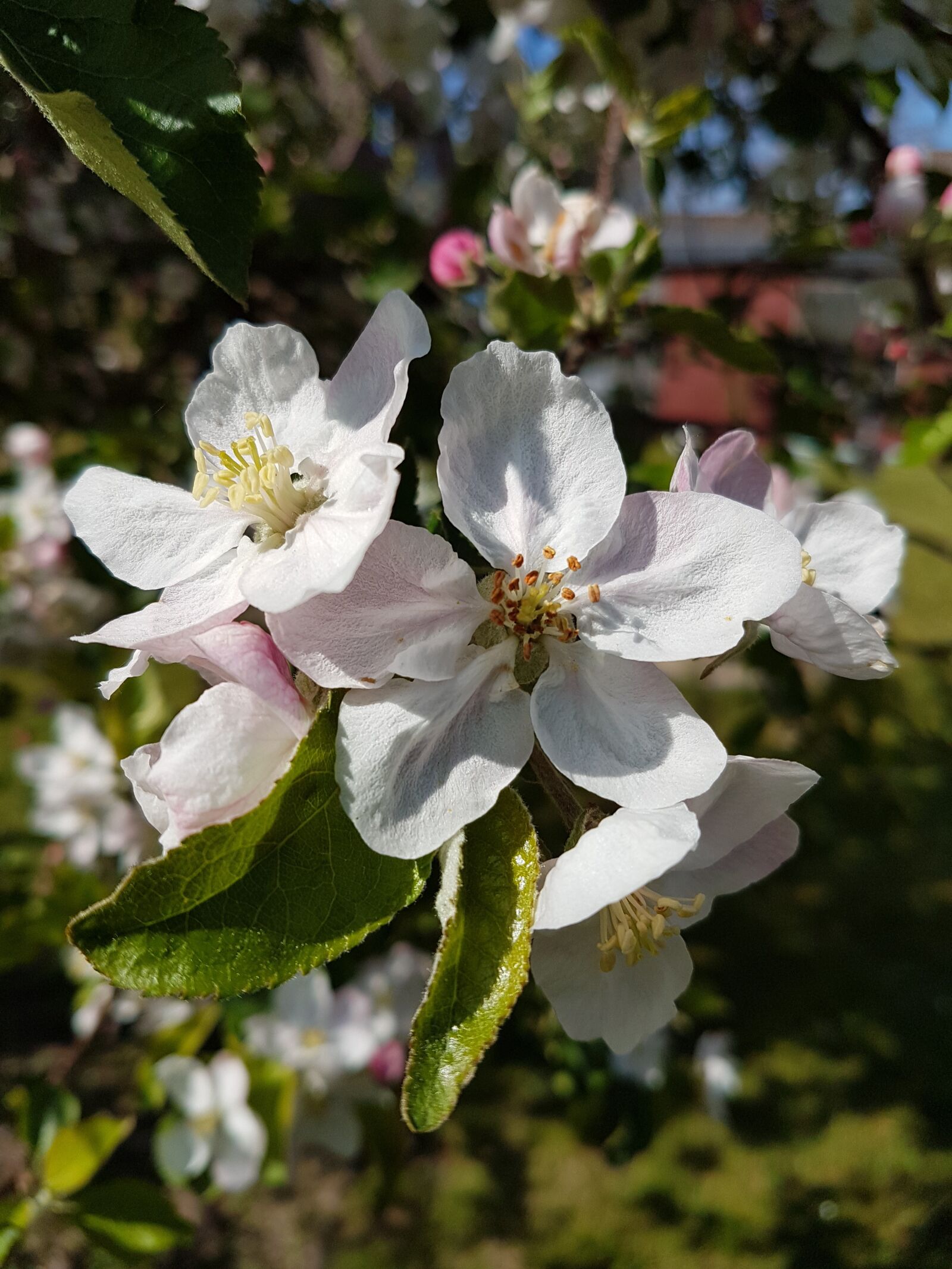 Samsung Galaxy S7 sample photo. Apple blossom, apple tree photography