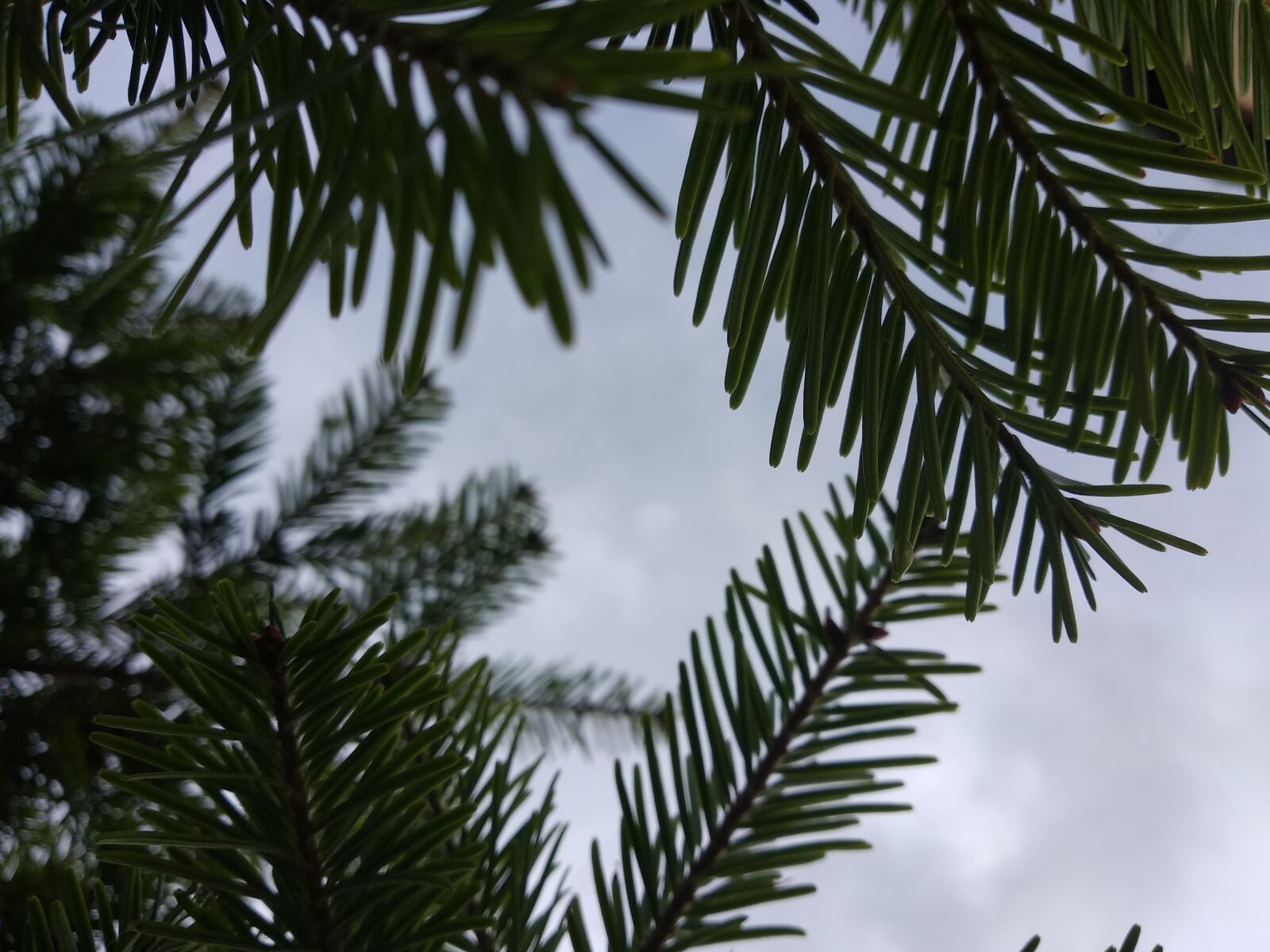 Xiaomi Mi A1 sample photo. Spruce, sky, tree photography