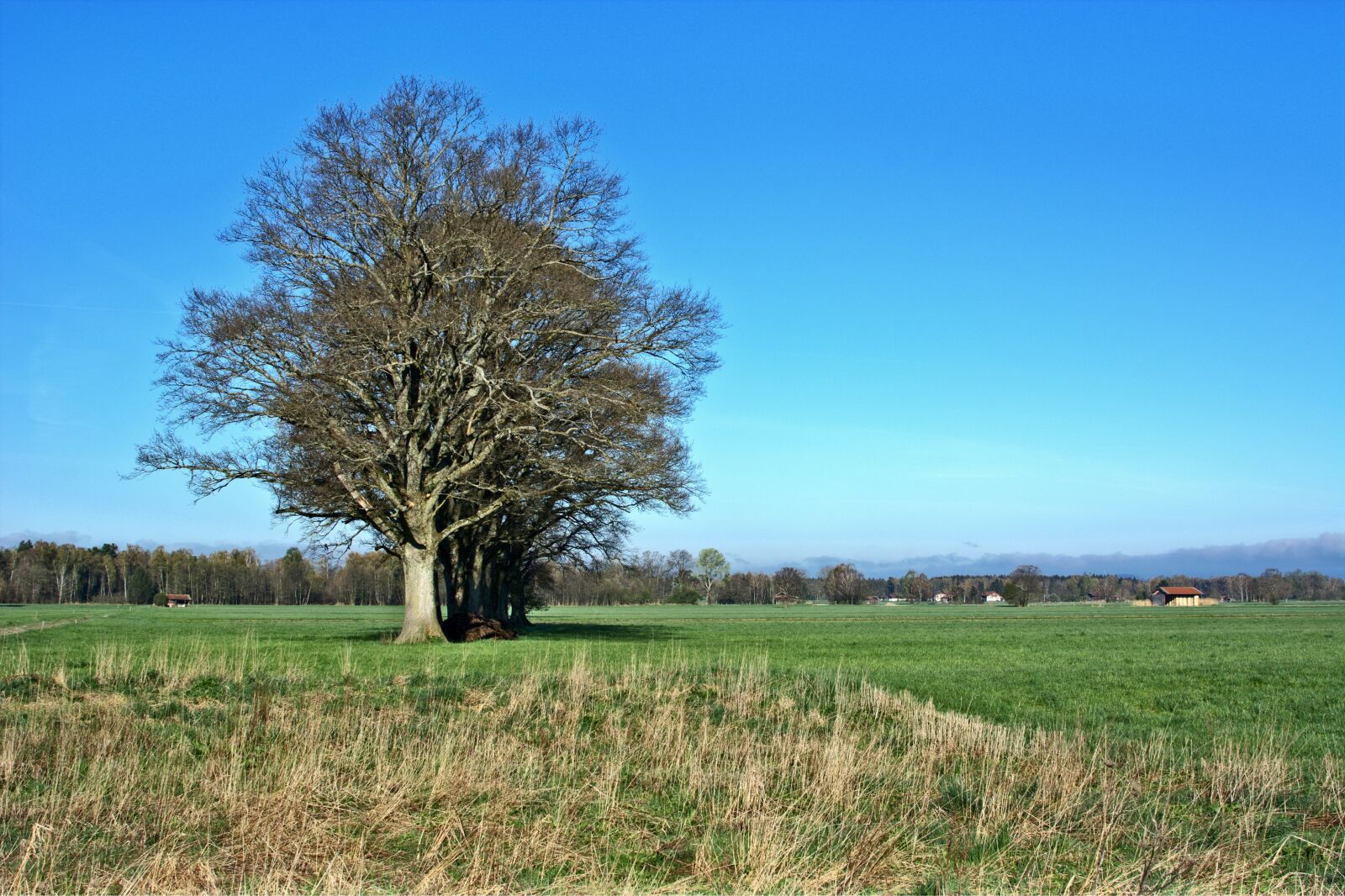 Nikon D7100 sample photo. Trees, group, nature photography