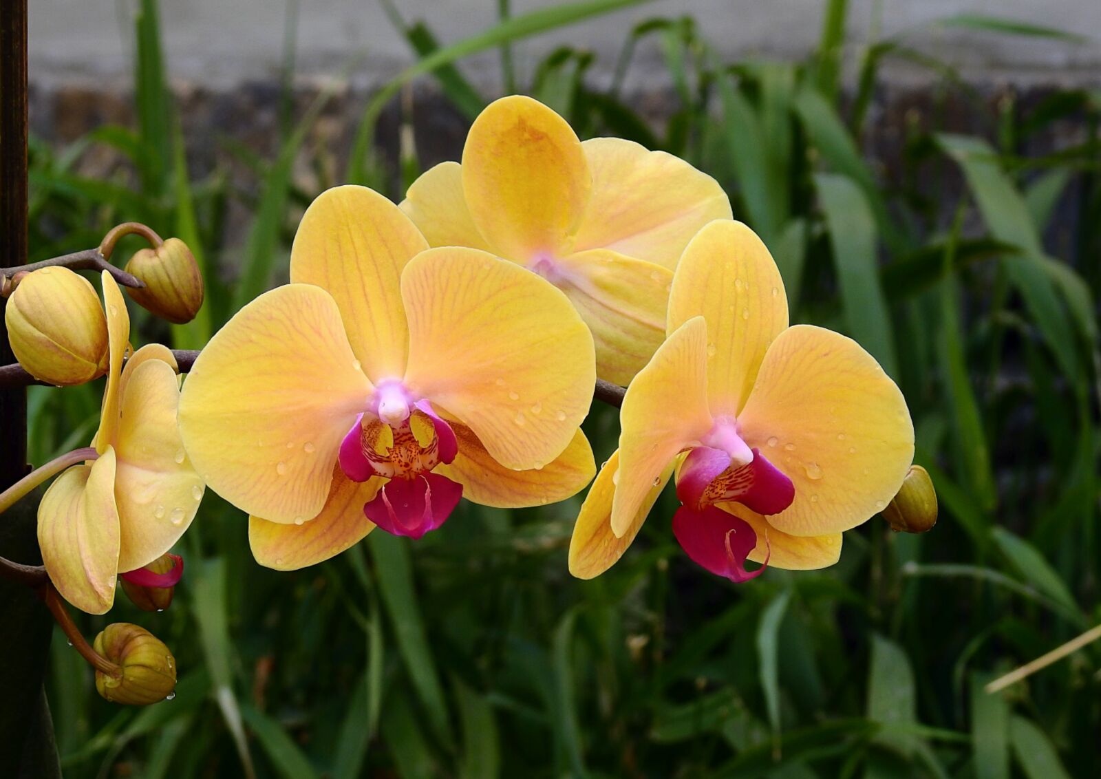 Nikon Coolpix P900 sample photo. Orchids, flowers, nature photography
