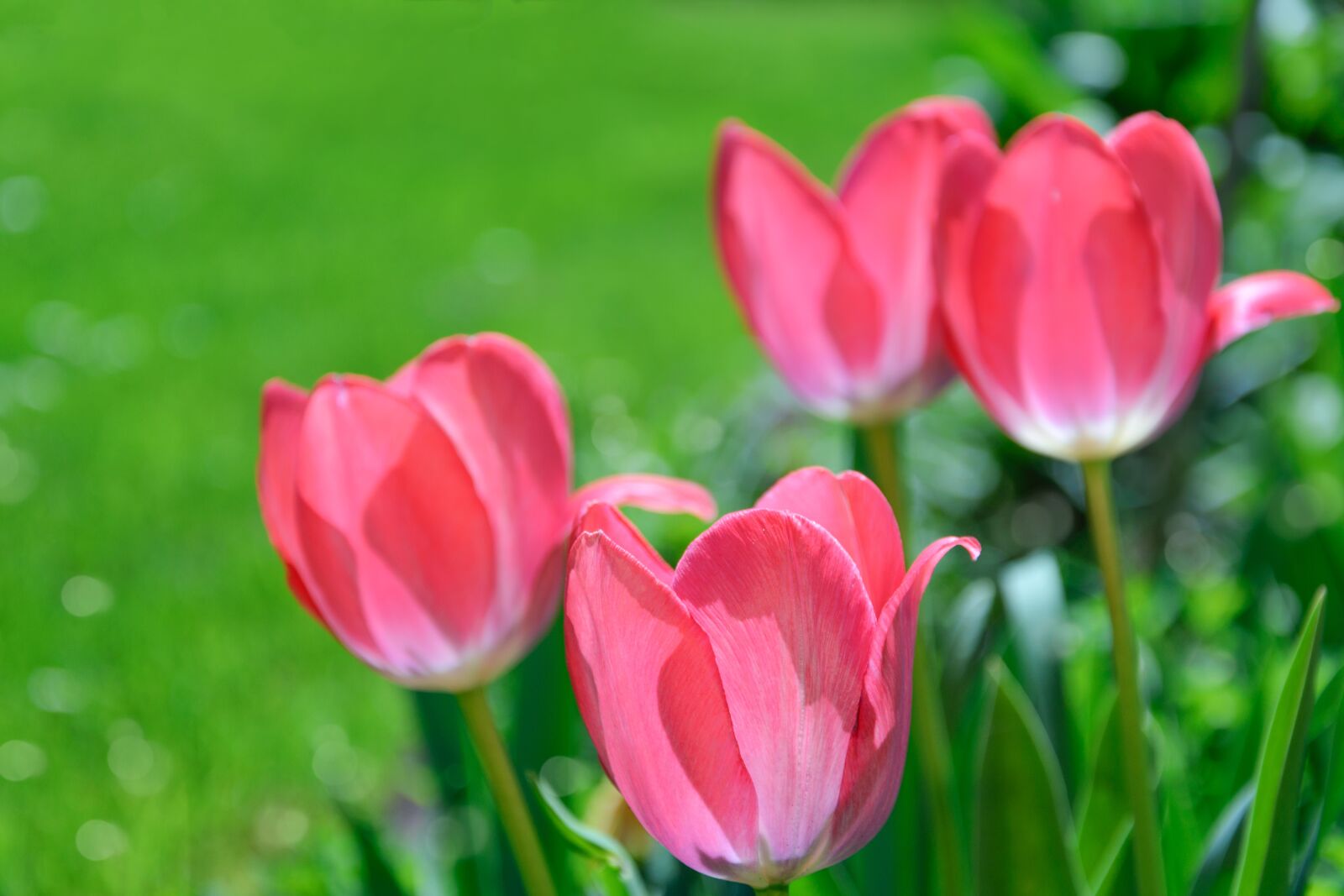 Nikon D7100 sample photo. Pink tulips, garden, flowers photography