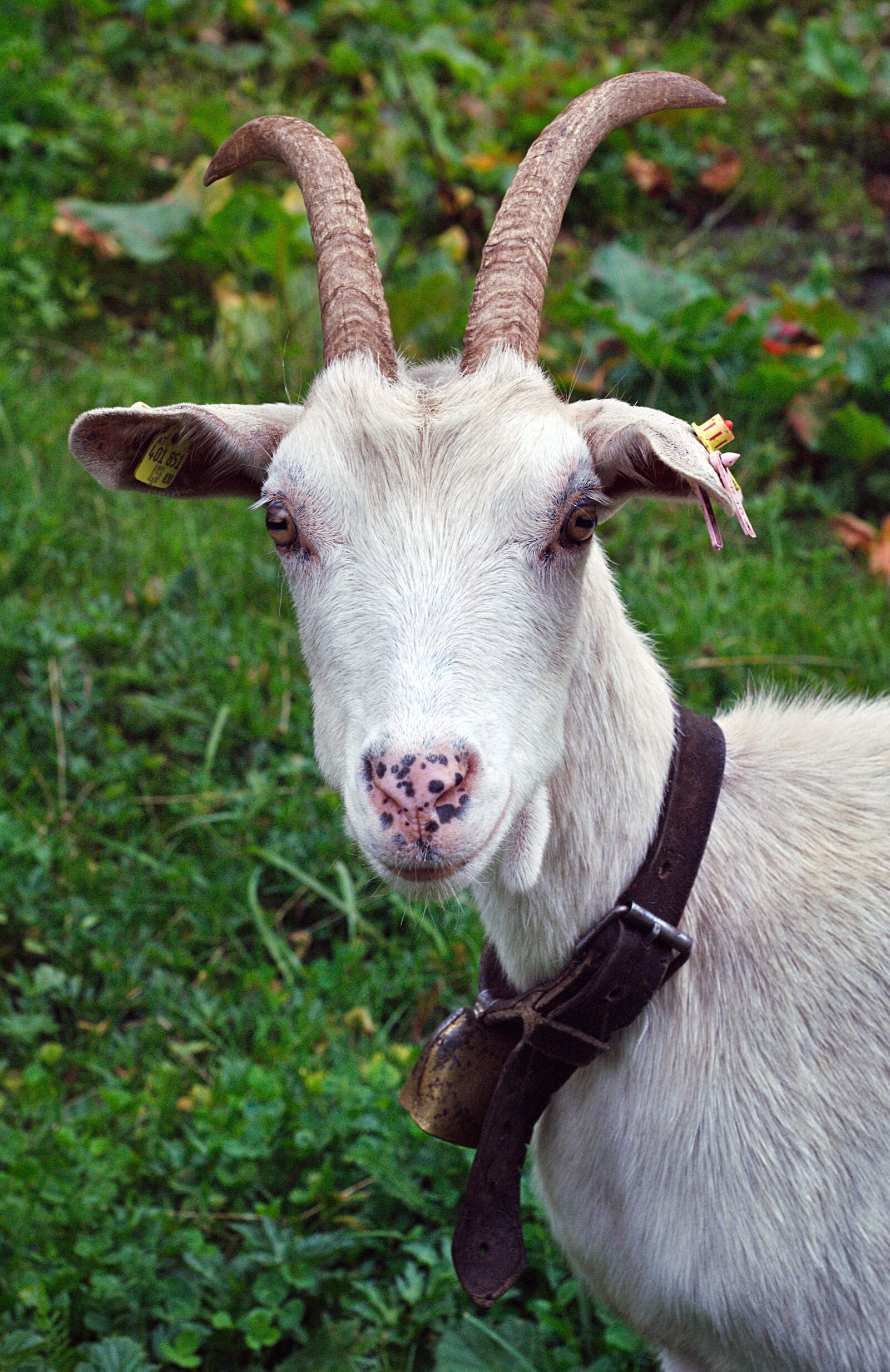 Nikon D80 sample photo. Goat, animal, austria photography