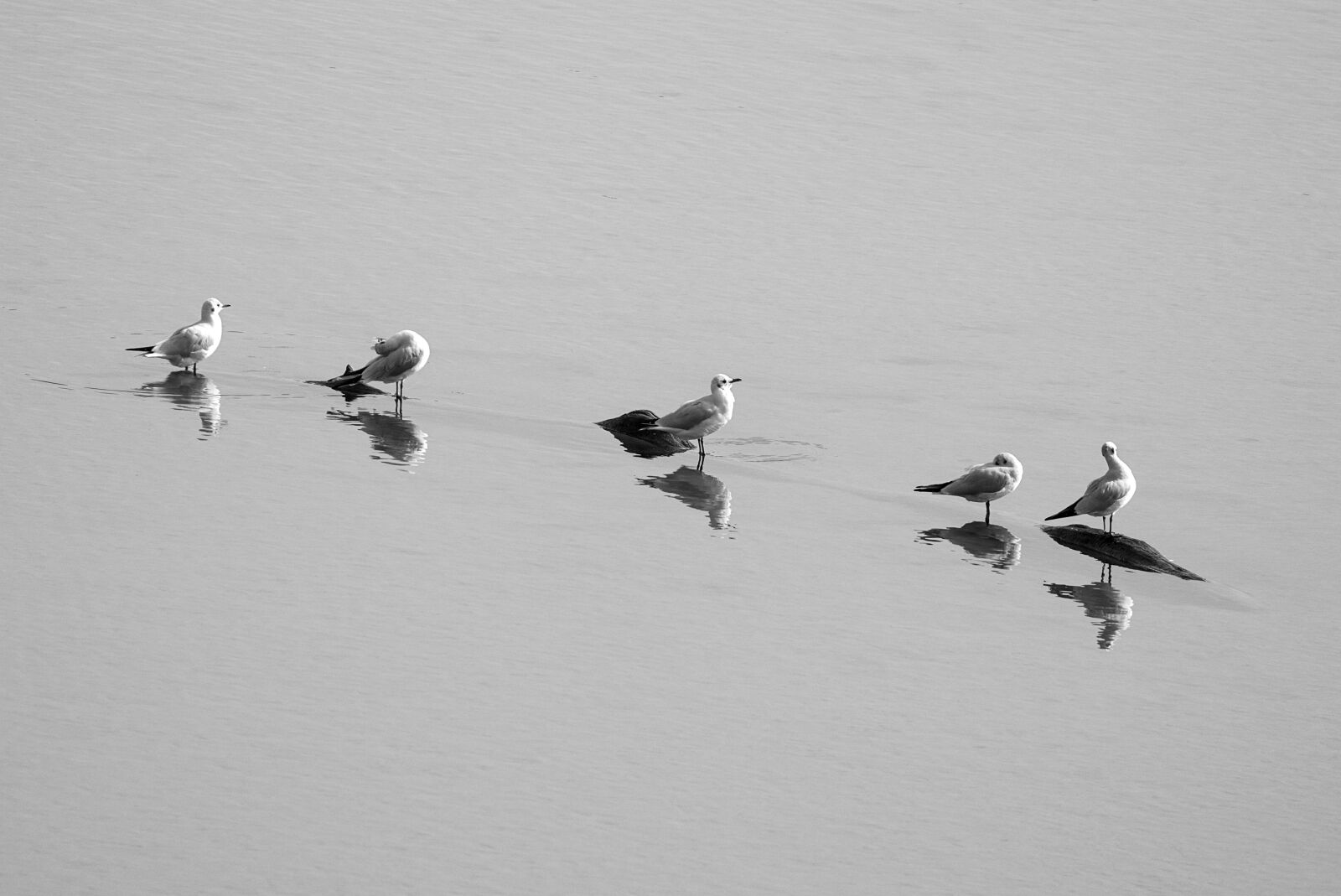 Canon EOS M5 sample photo. Seagull, lake, water photography