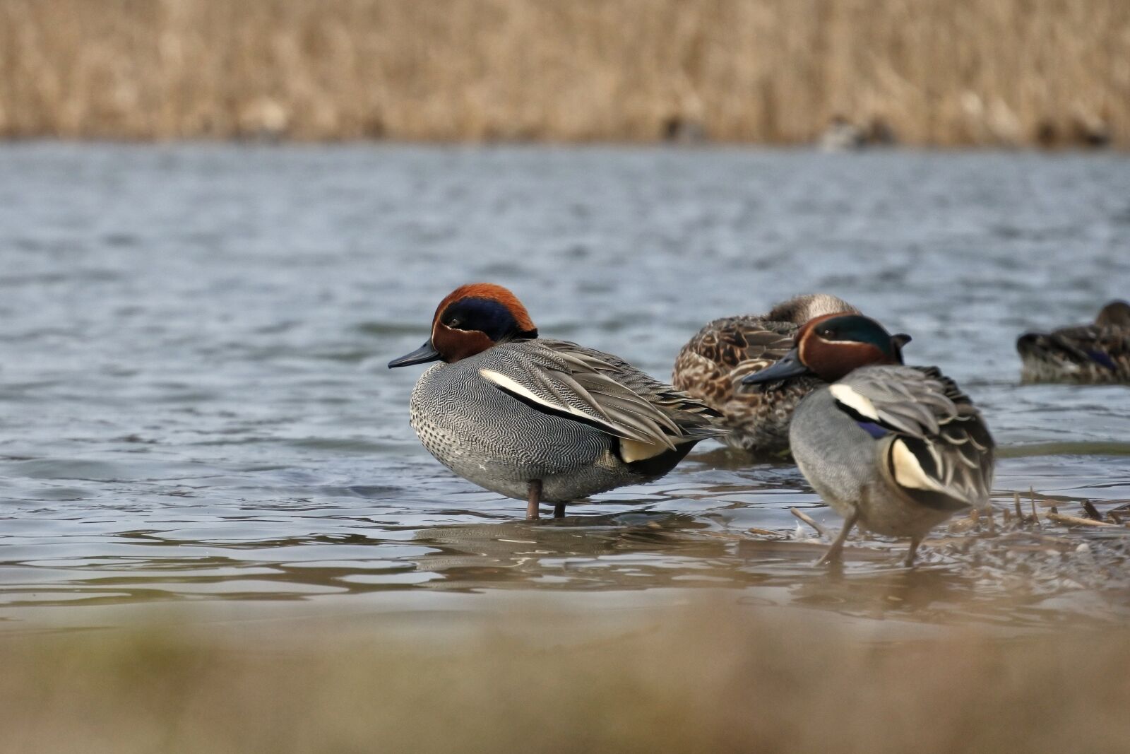 Nikon 1 Nikkor VR 30-110mm F3.8-5.6 sample photo. Animal, duck, teal photography