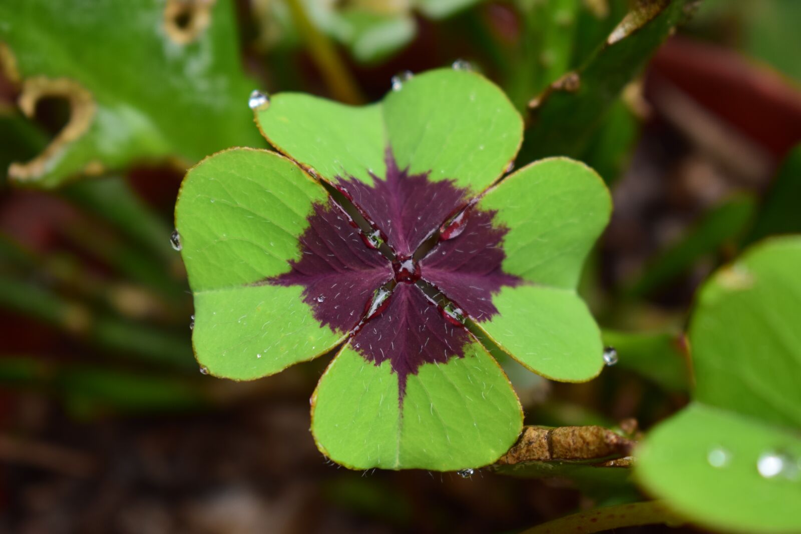 Nikon D5300 sample photo. Good luck, plant, nature photography