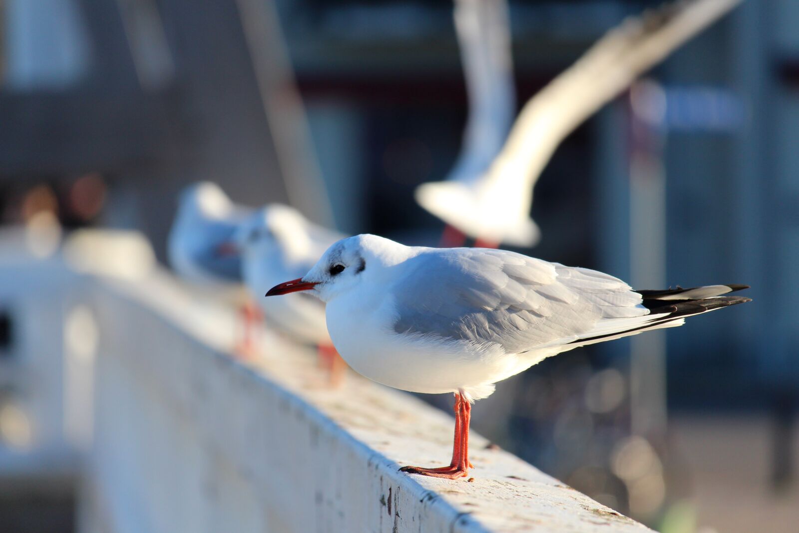 Canon EF-S 55-250mm F4-5.6 IS STM sample photo. Seagull, baltic sea, bridge photography