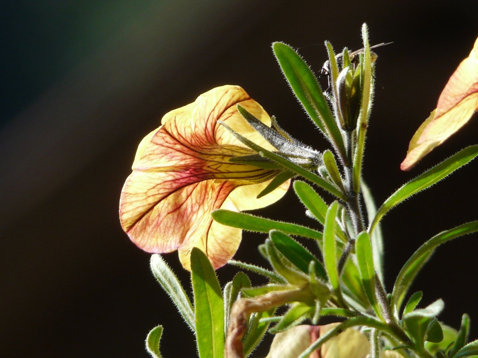 Panasonic DMC-FZ18 sample photo. Petunia, gardening, flower photography