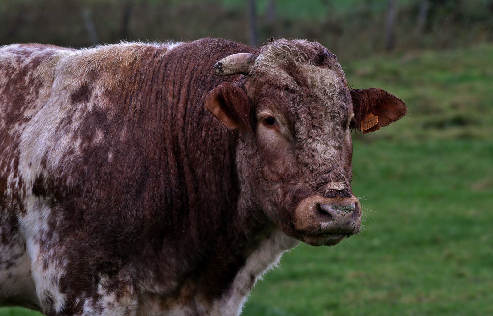 Nikon D500 sample photo. Cow, herkauwer, mammal photography