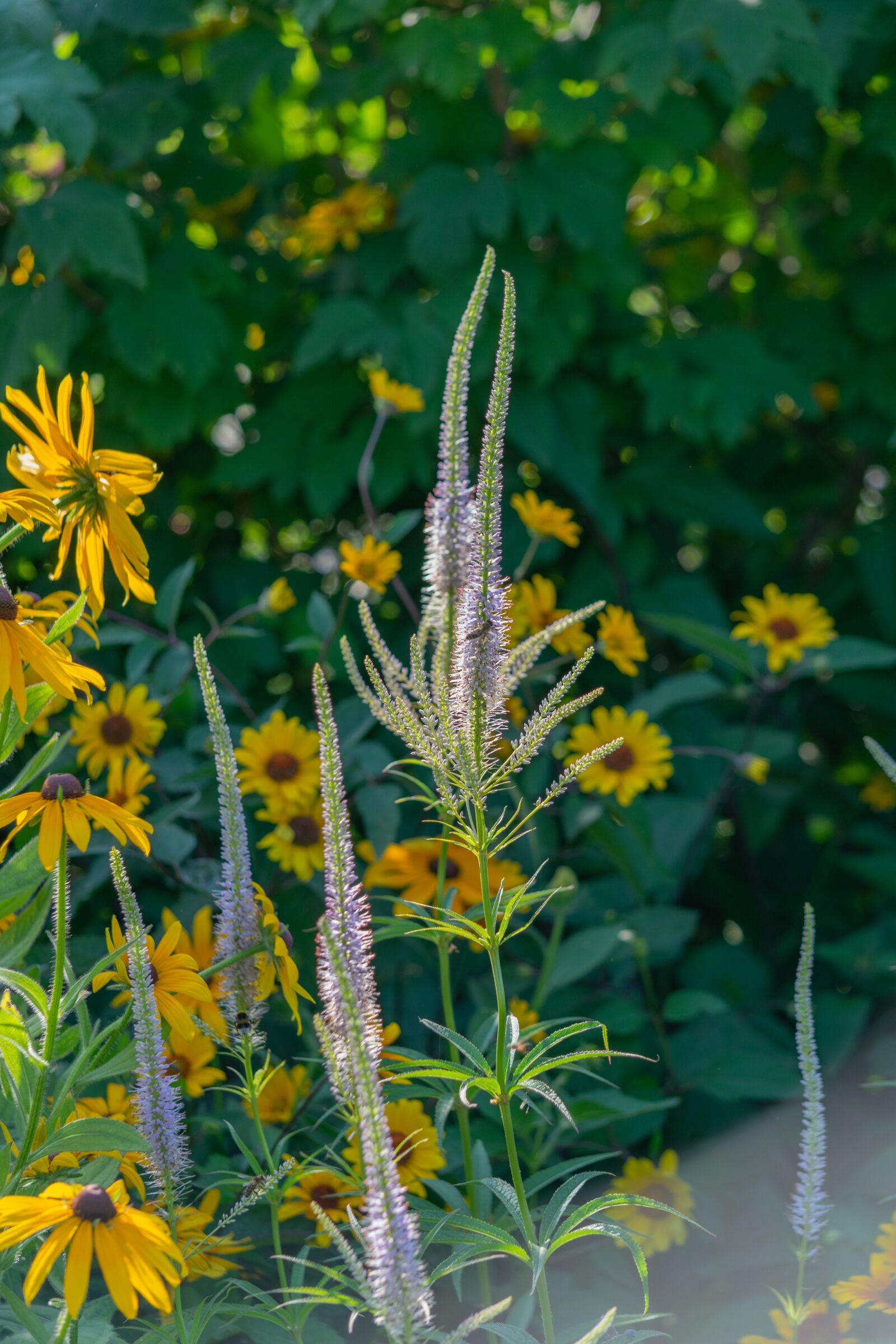 Nikon D3300 sample photo. Flower, garden, flowers photography