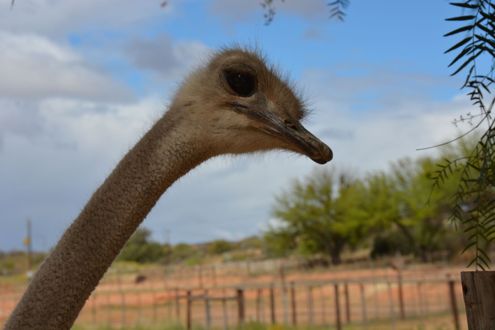 Nikon D7100 sample photo. South africa, strauss, farm photography