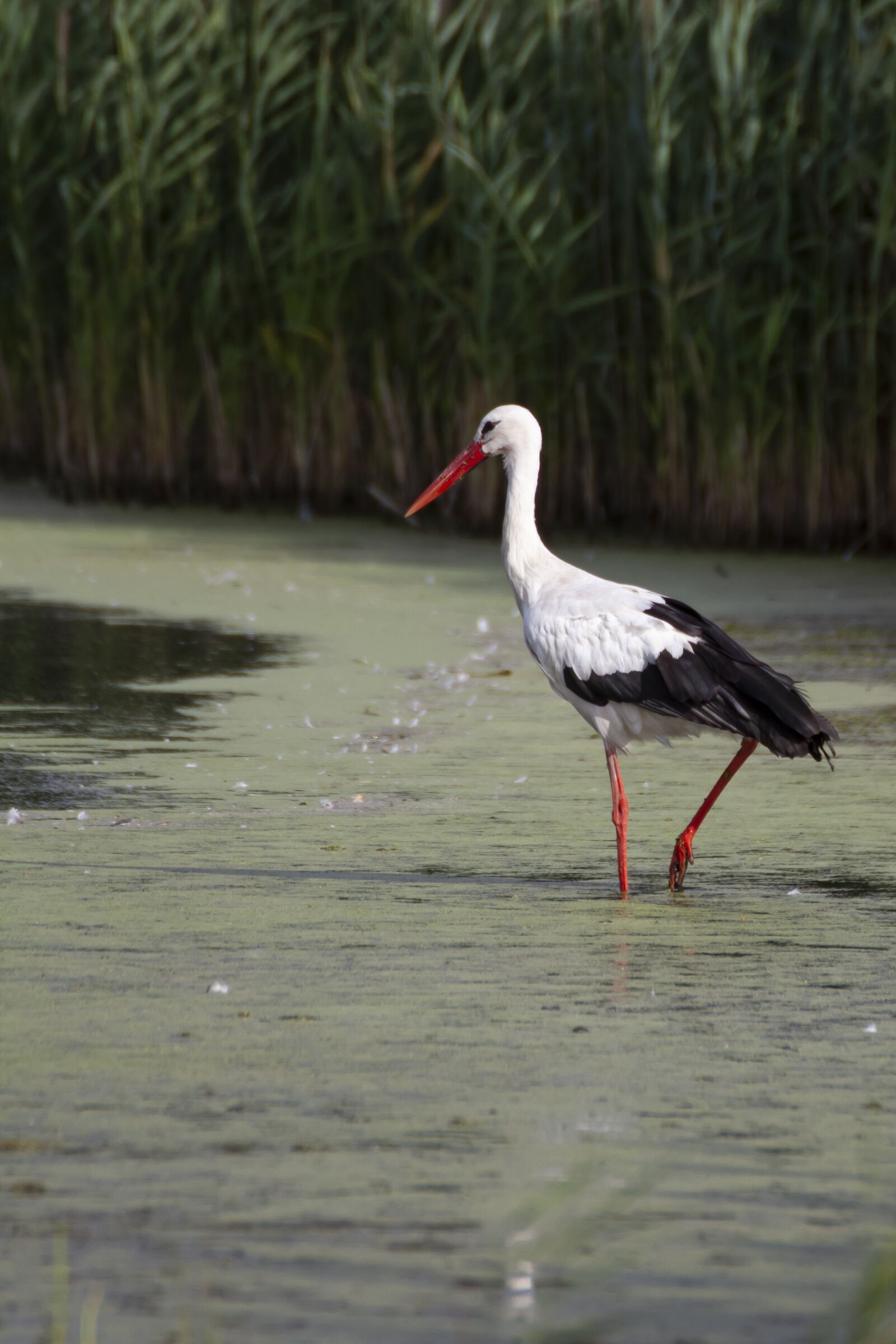 Canon EOS 7D sample photo. Bird, stork, nature photography