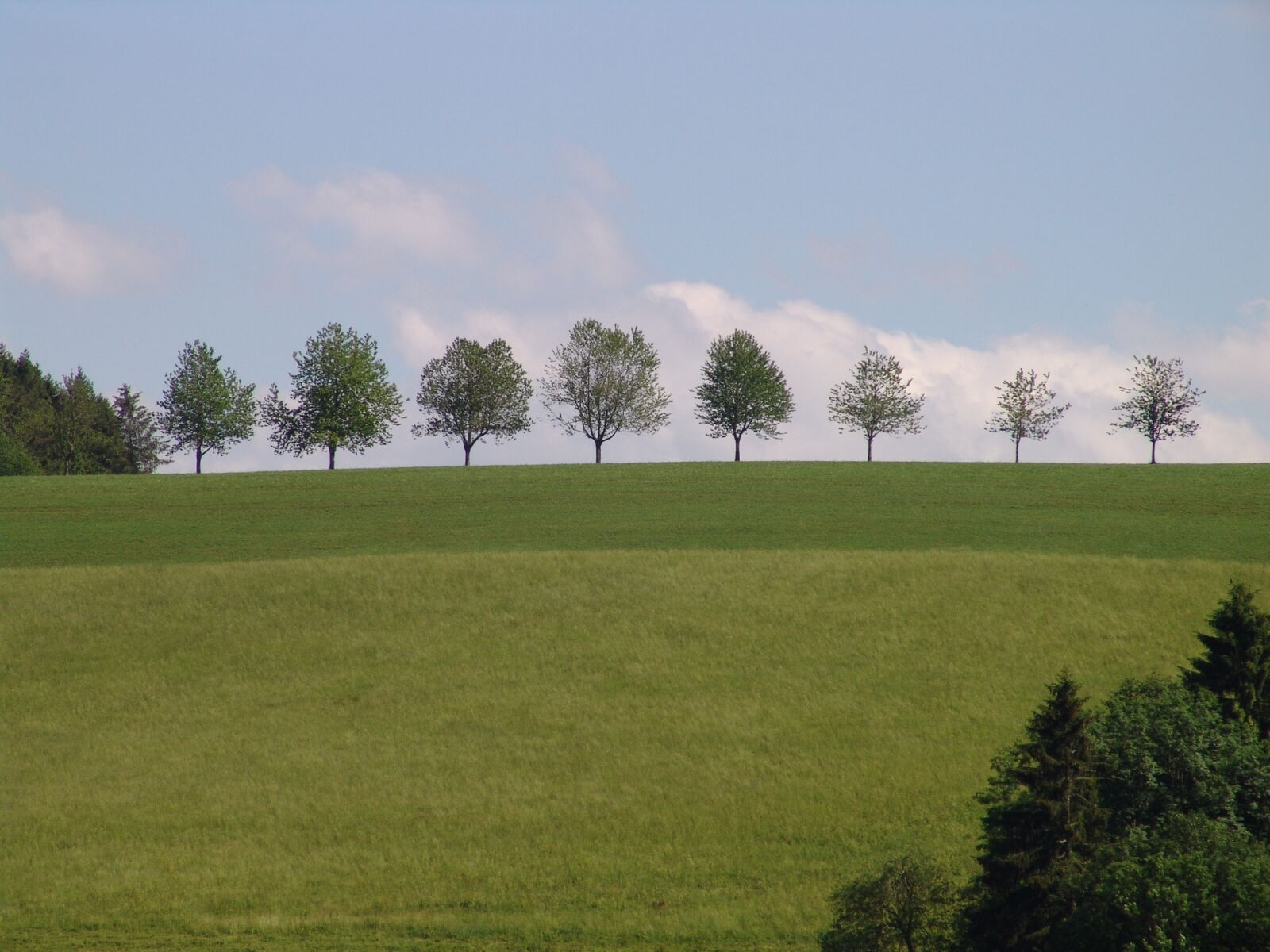 Sony DSC-F828 sample photo. Landscape, trees, meadow photography