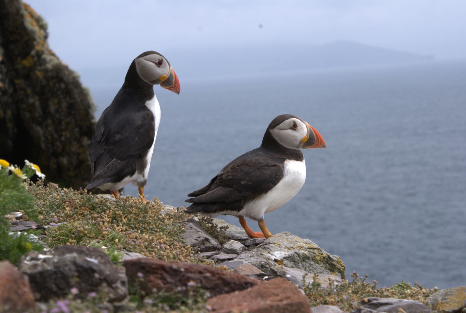 Sony Alpha DSLR-A200 sample photo. Puffins, puffin, cliff photography