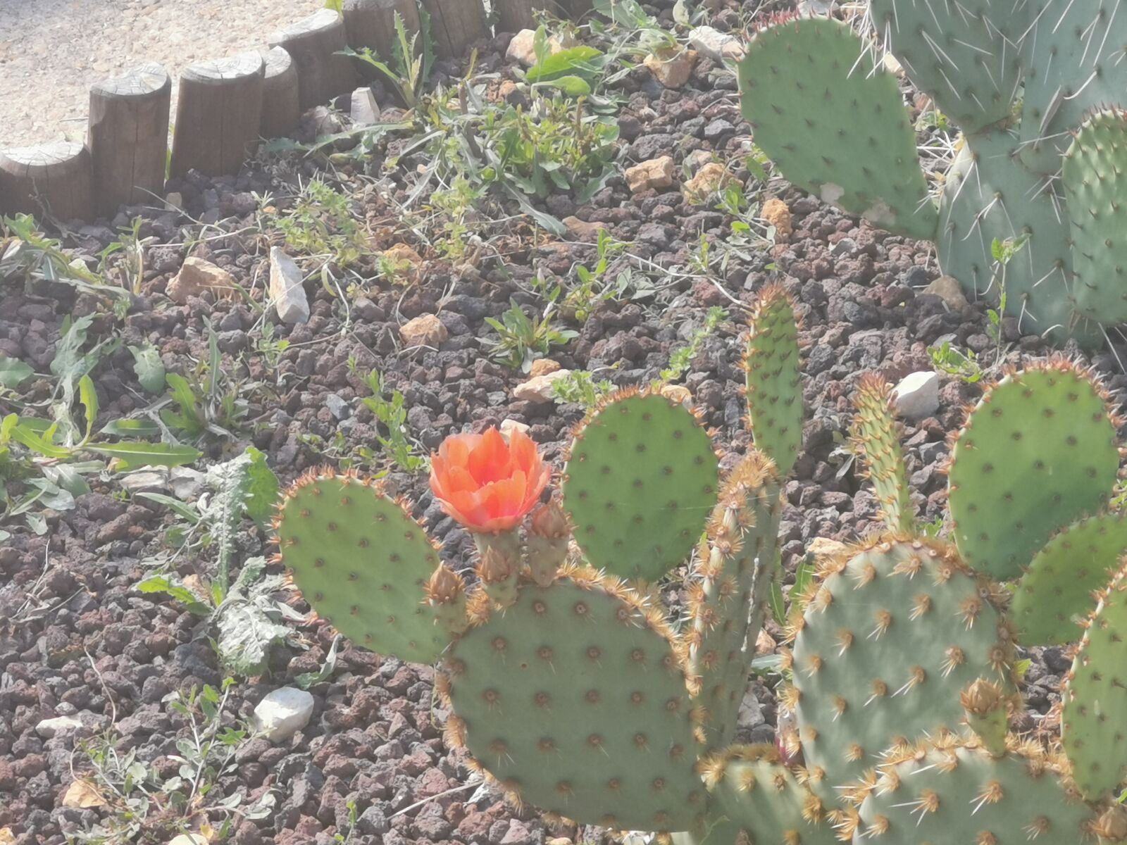 HUAWEI LYA-L29 sample photo. Flowers, garden, cactus photography