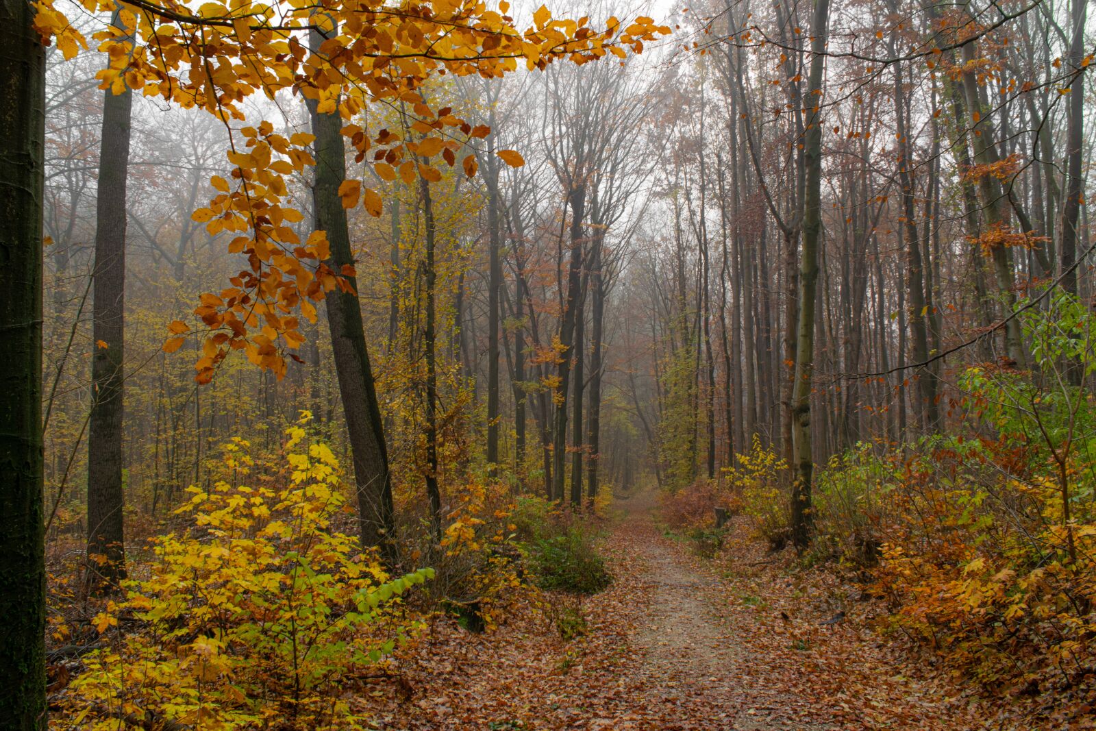 Nikon D5300 sample photo. Autumn walk, autumn forest photography