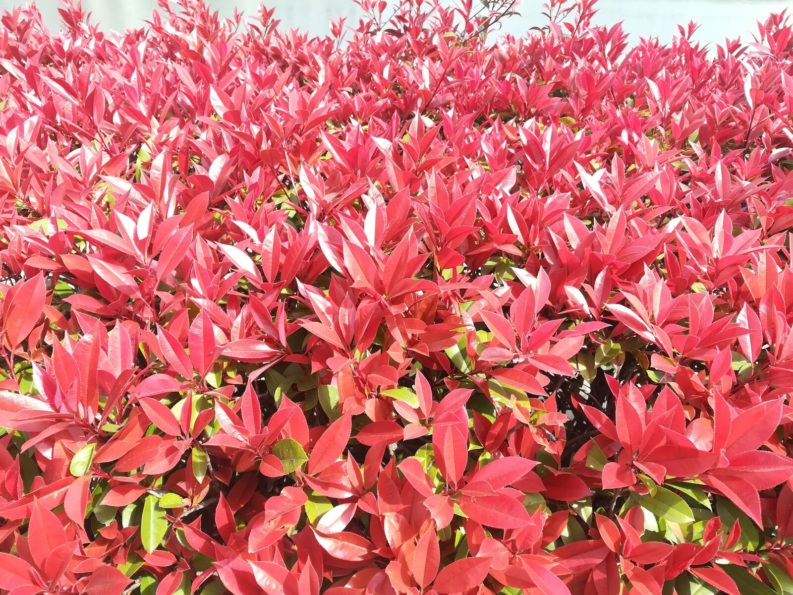 HUAWEI c??Eu?s 6X sample photo. Spring, home, plant photography