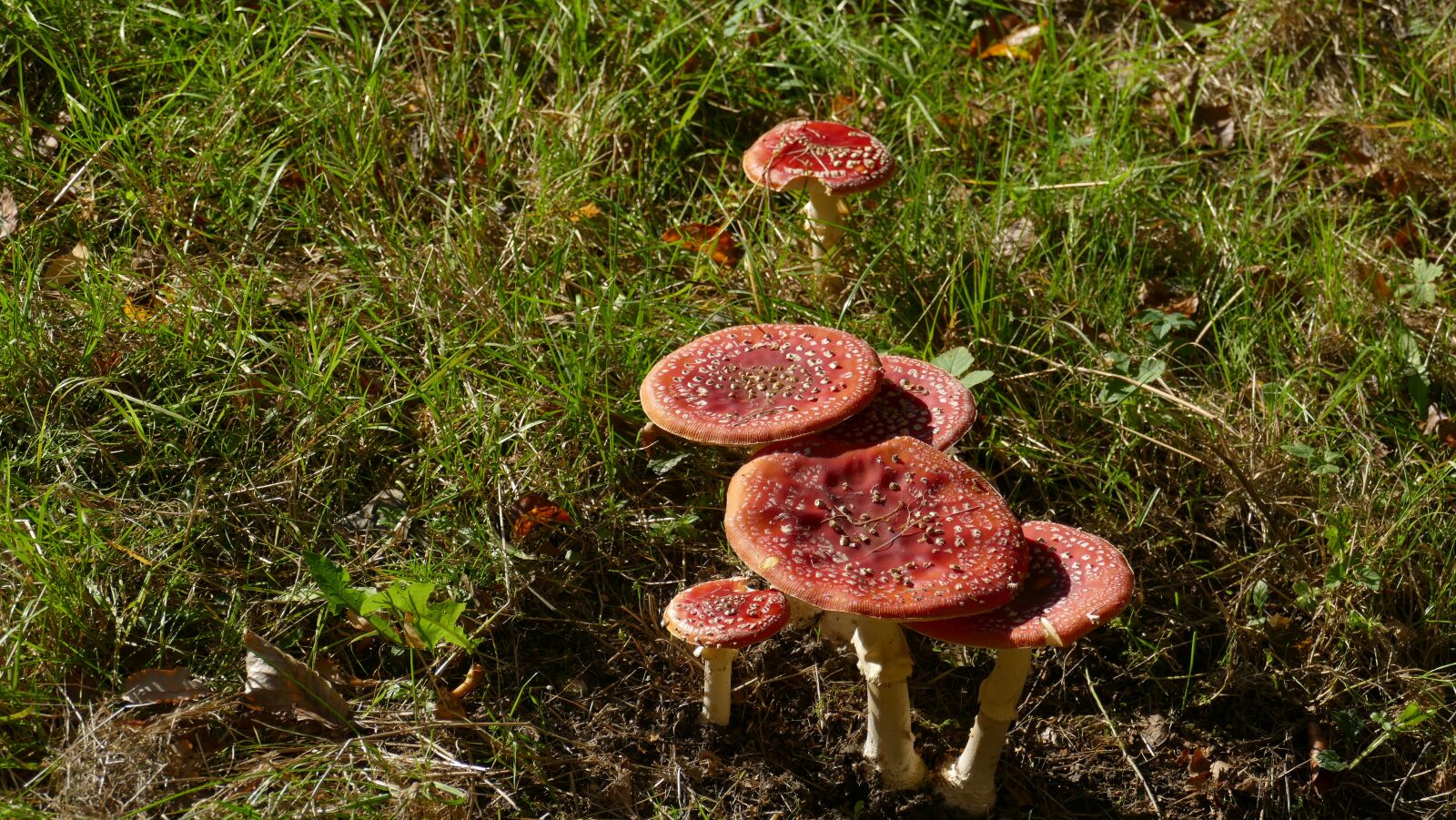 Panasonic Lumix DMC-FZ1000 sample photo. Fly agaric, mushroom, grass photography