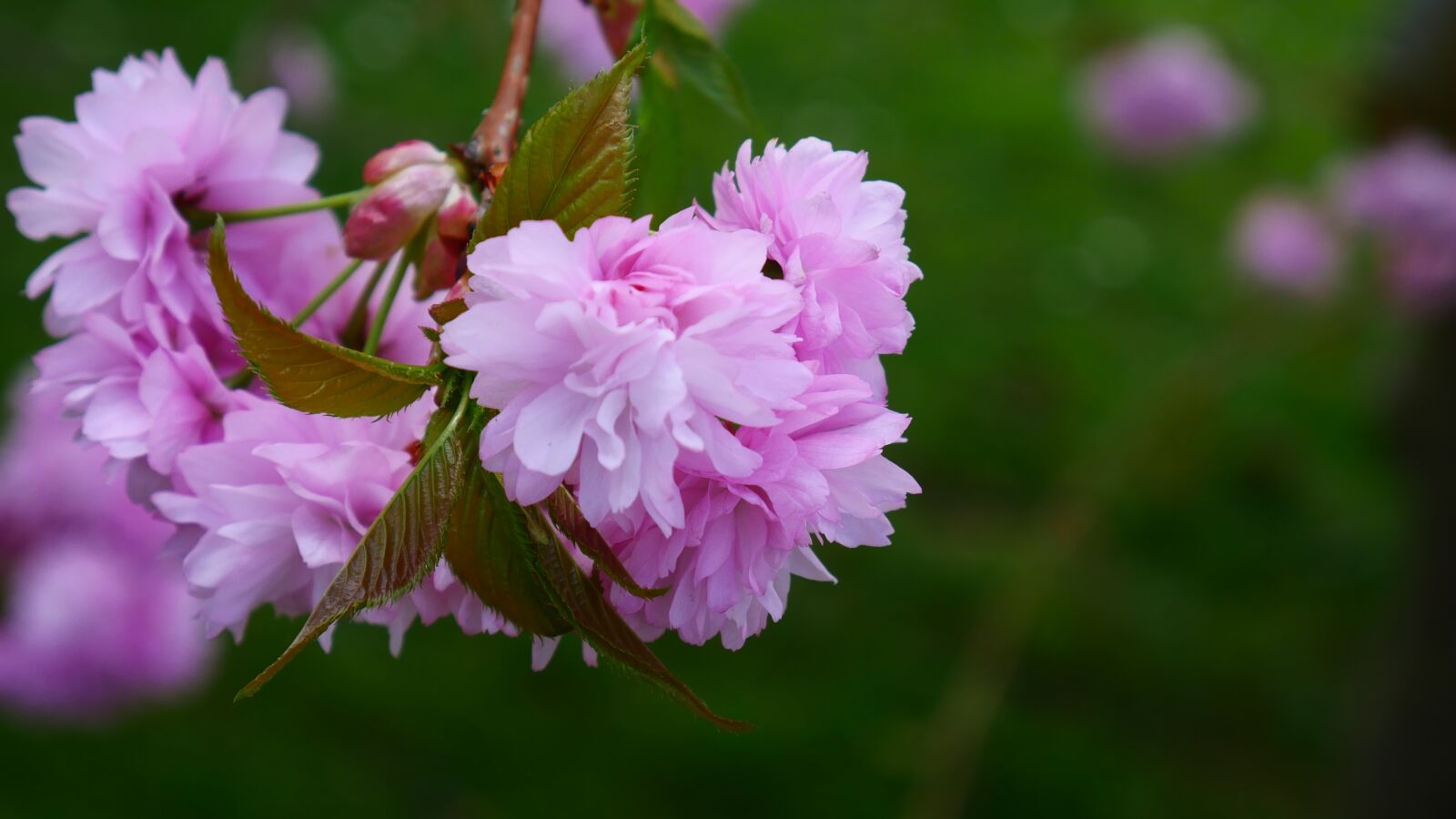 Panasonic DMC-G70 sample photo. Flower, nature, plant photography