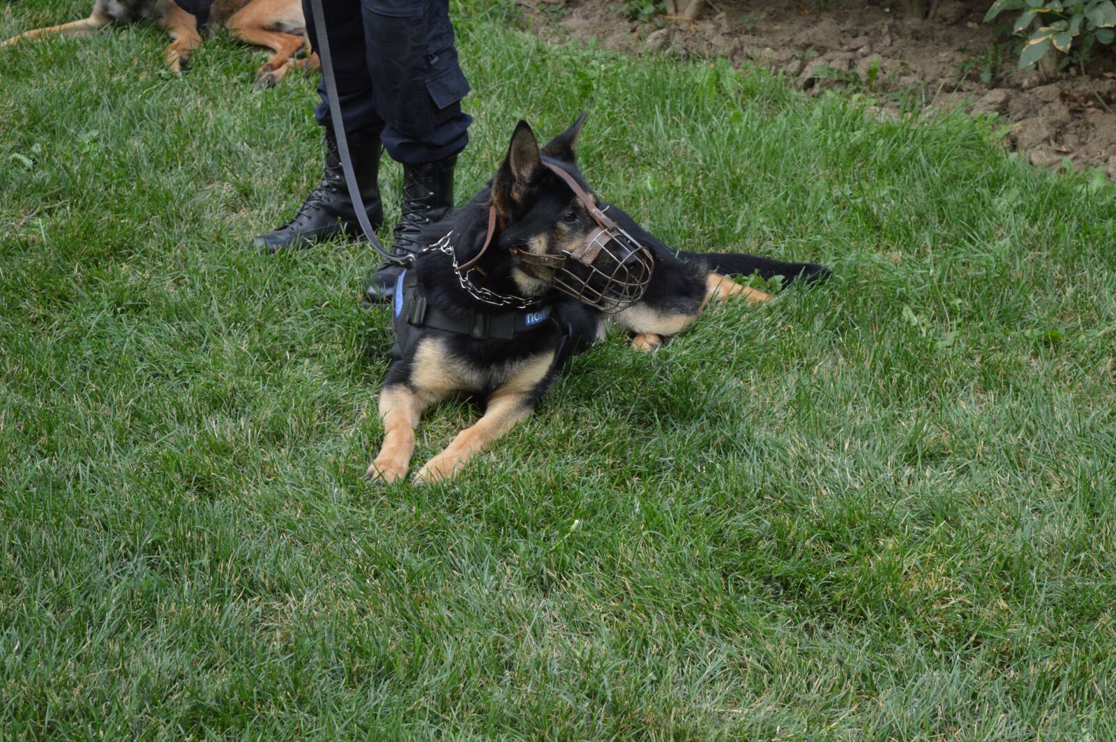 Nikon D3200 sample photo. Police, dog, animal photography