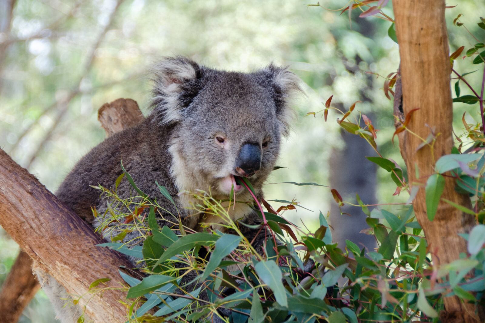 Nikon D5100 sample photo. Koala, mammal, marsupial photography