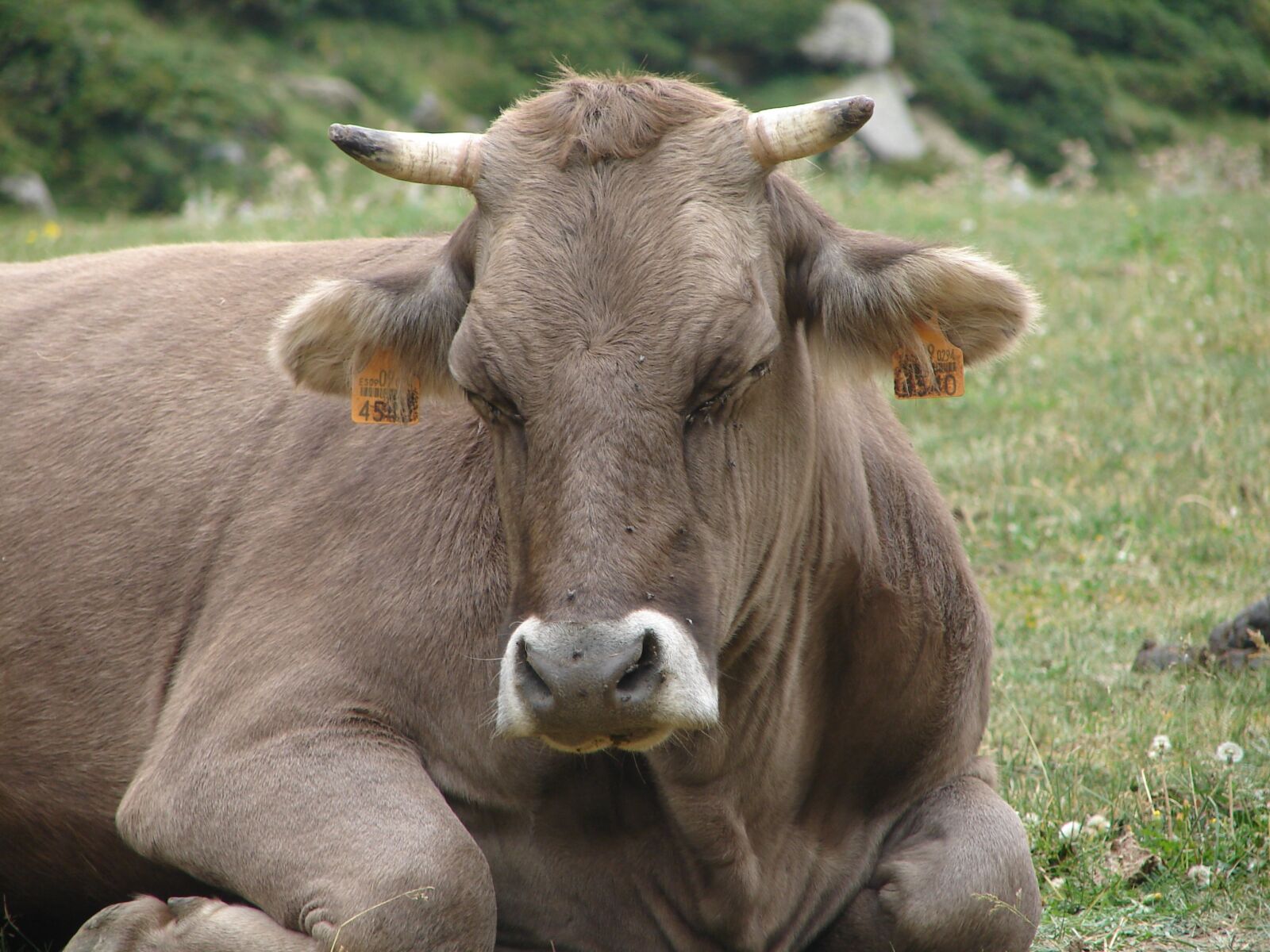 Sony DSC-H1 sample photo. Cow, animal, beef photography