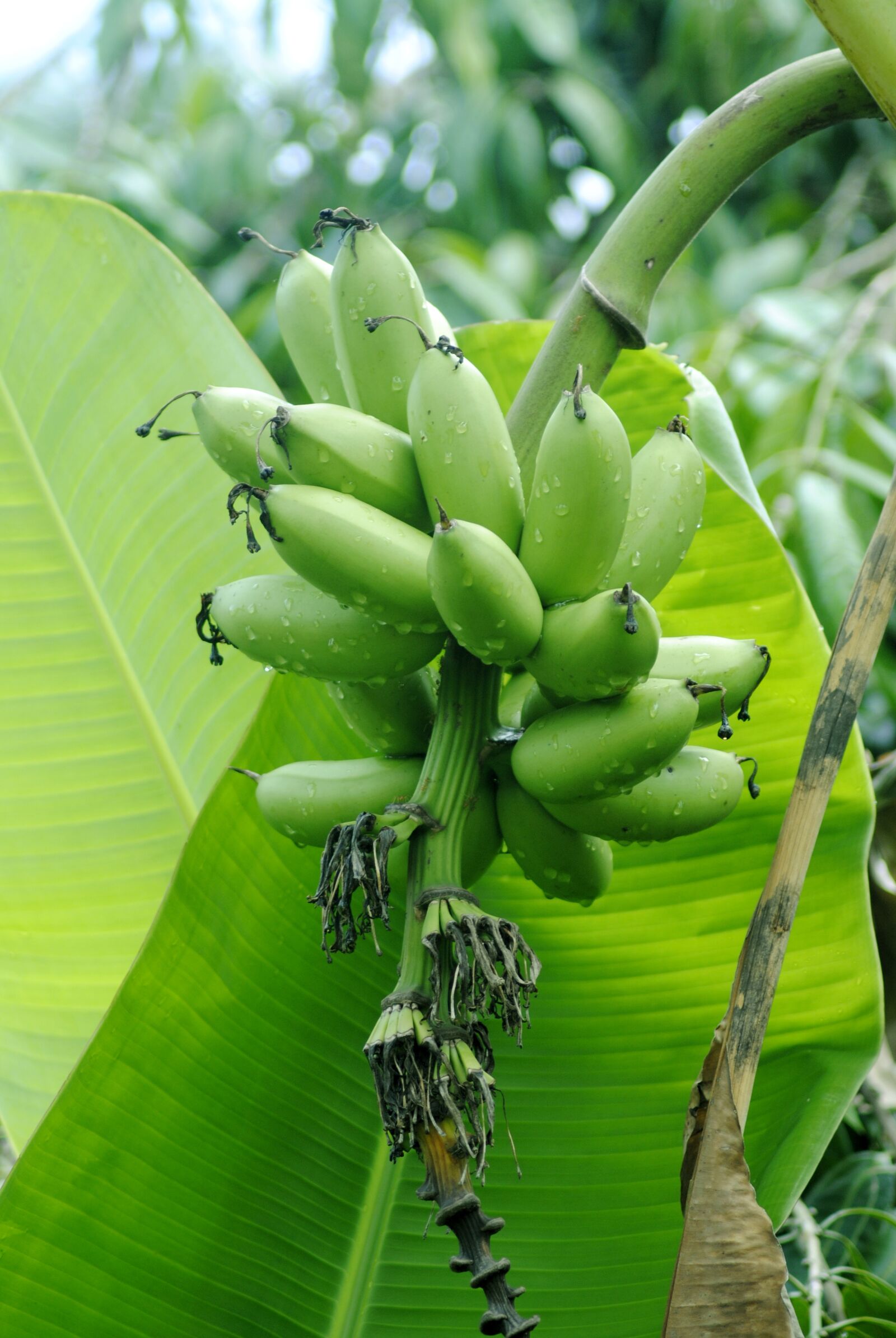 Nikon D3000 sample photo. Banana, flora, nature photography