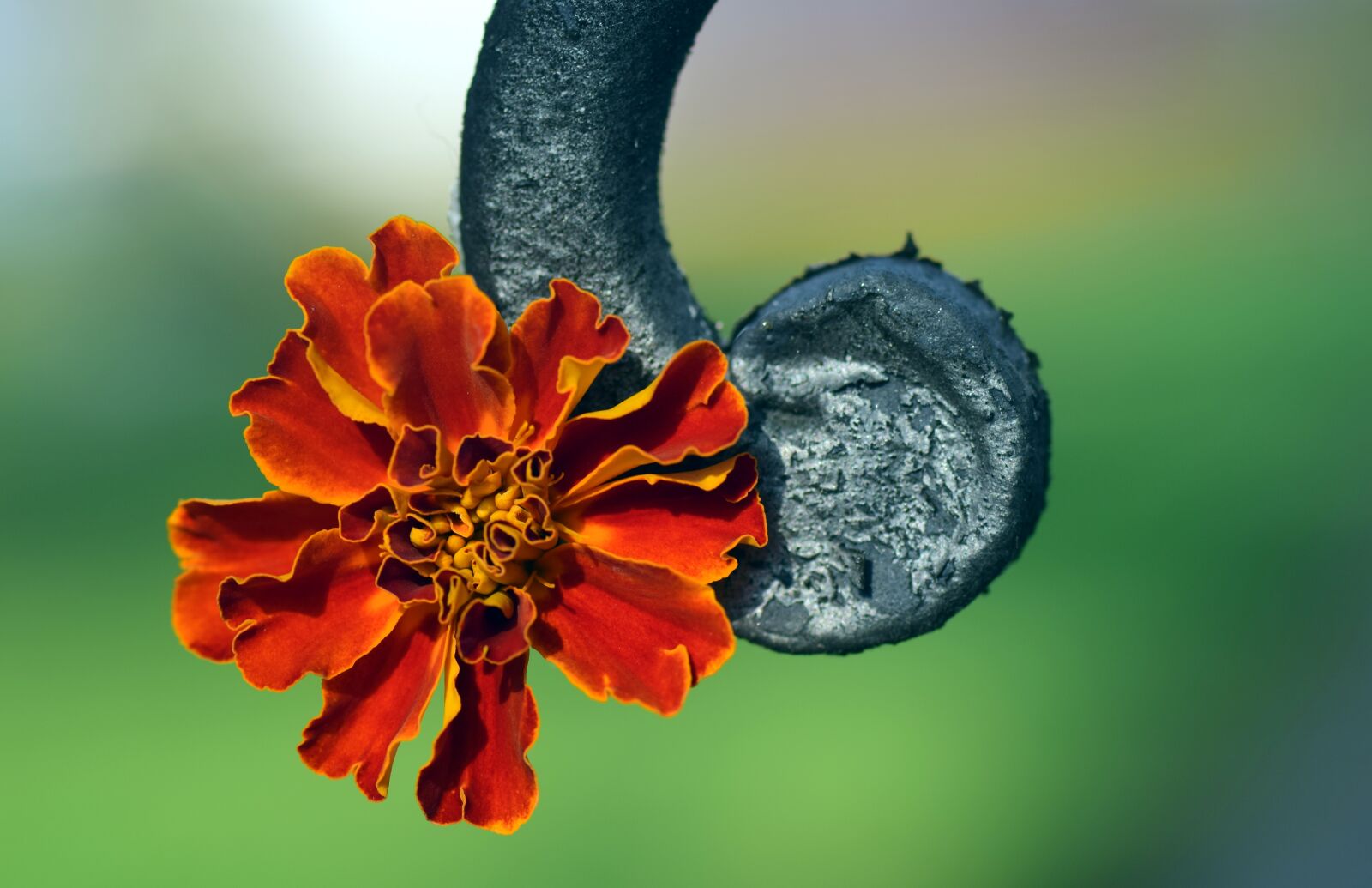 Nikon D3300 sample photo. Marigold, orange, blossom photography