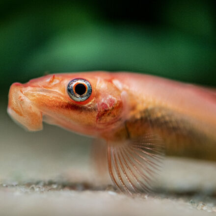 Nikon AF-S Micro-Nikkor 60mm F2.8G ED sample photos