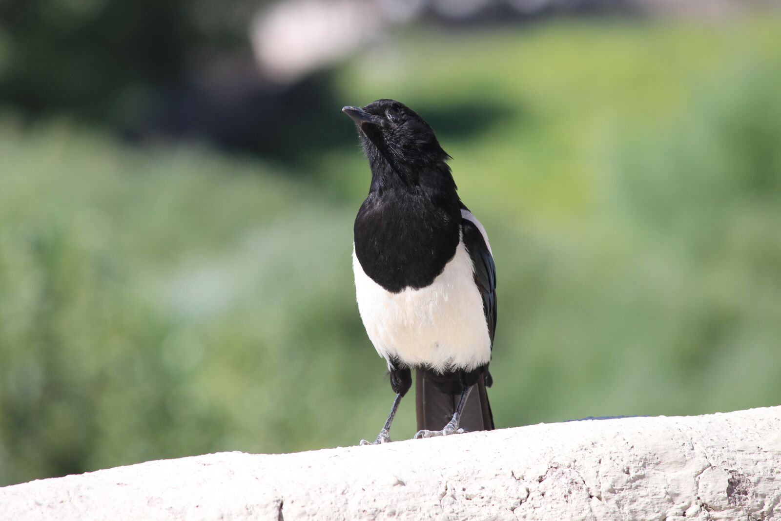Canon EF-S 55-250mm F4-5.6 IS II sample photo. Bird, leh, white photography