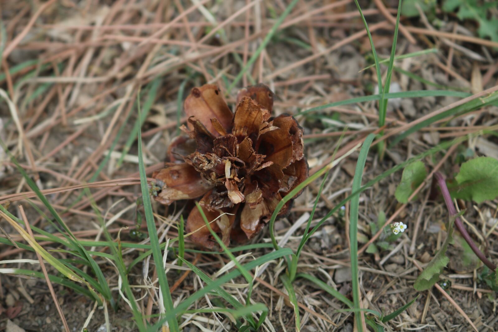 Canon EOS 750D (EOS Rebel T6i / EOS Kiss X8i) sample photo. Nature, plant, outdoor photography