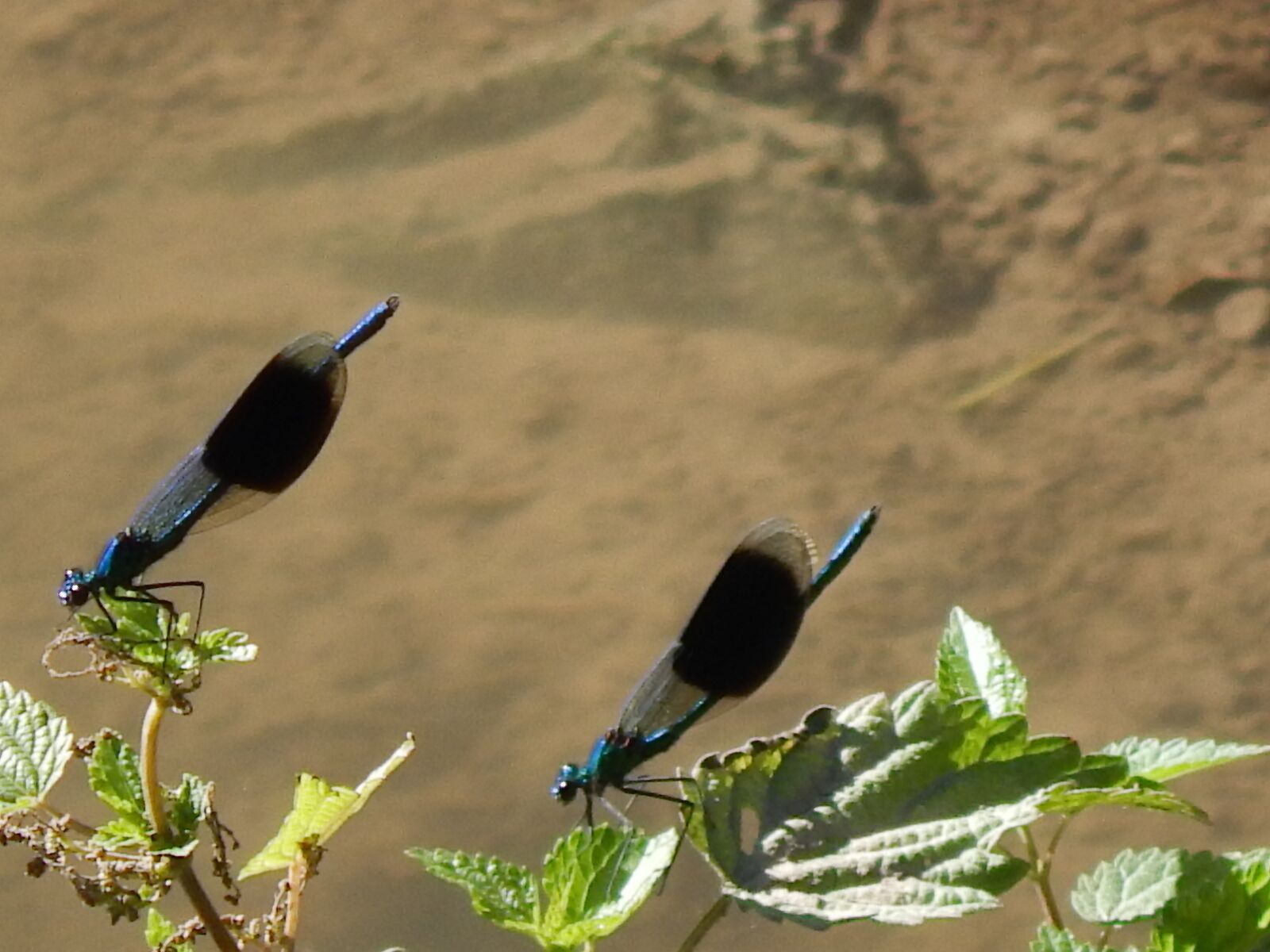 Nikon Coolpix L820 sample photo. Dragonfly, water, insect photography