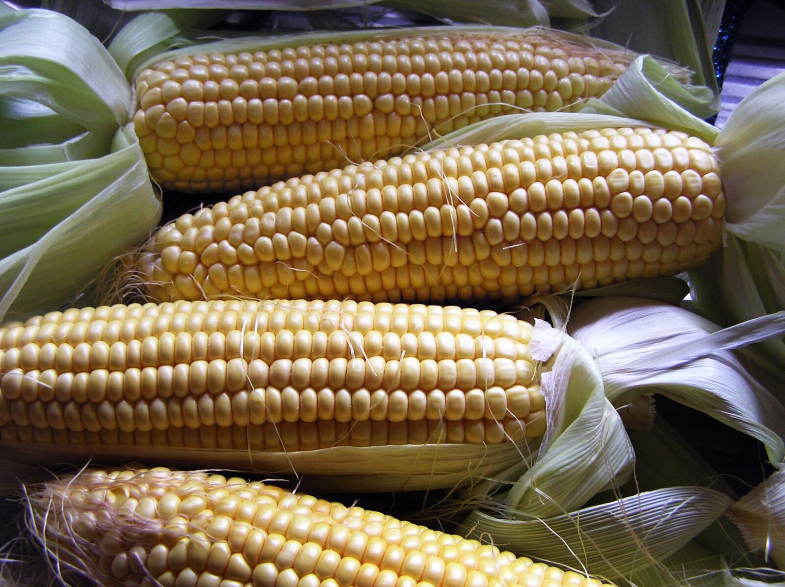 Olympus C750UZ sample photo. Vegetable, sweet corn, harvest photography
