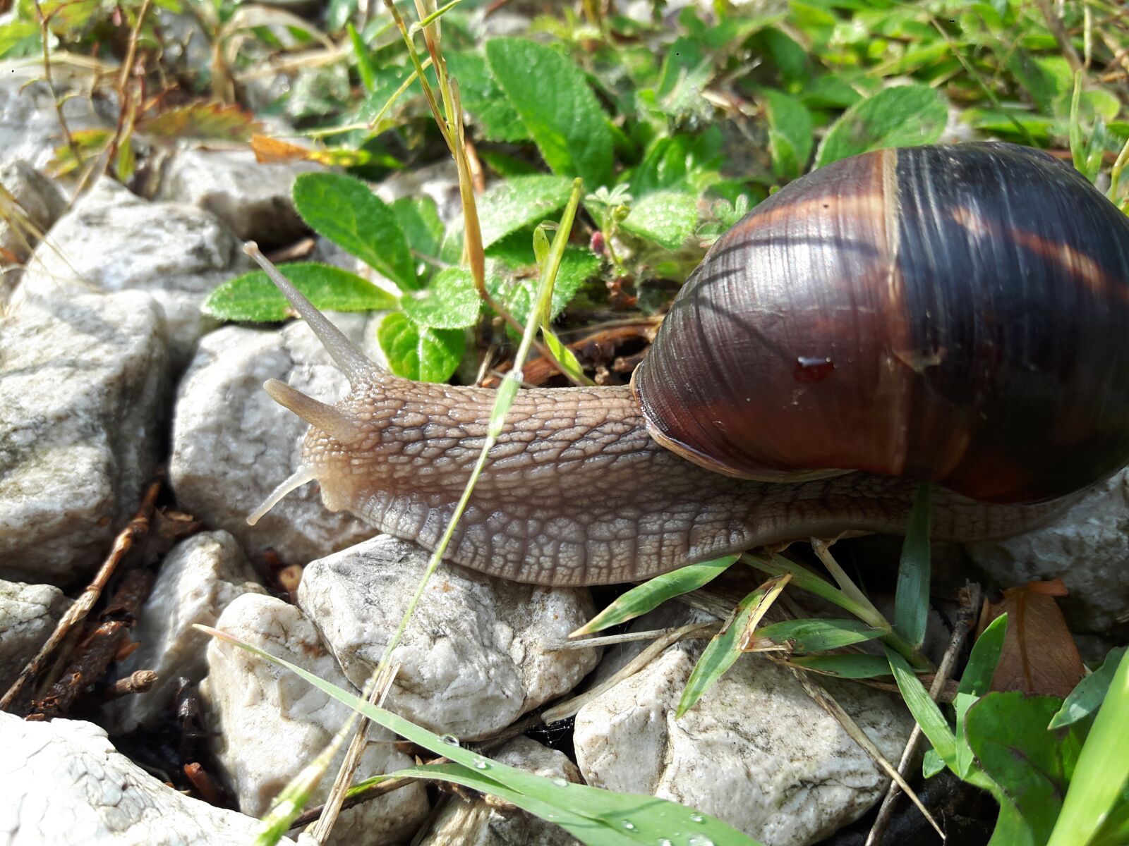 Samsung Galaxy A8 sample photo. Snails, slug, insect photography