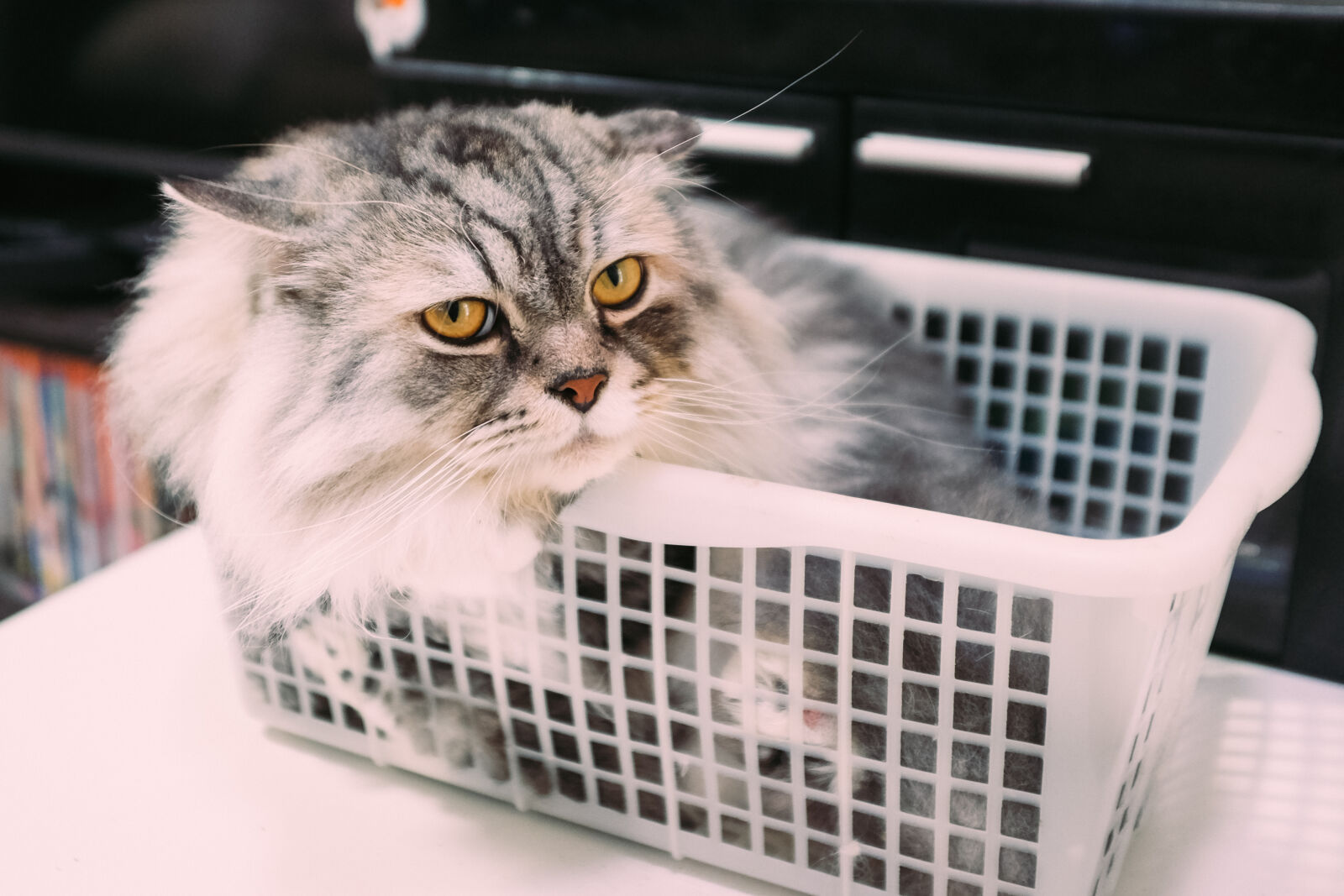 Fujifilm X100T sample photo