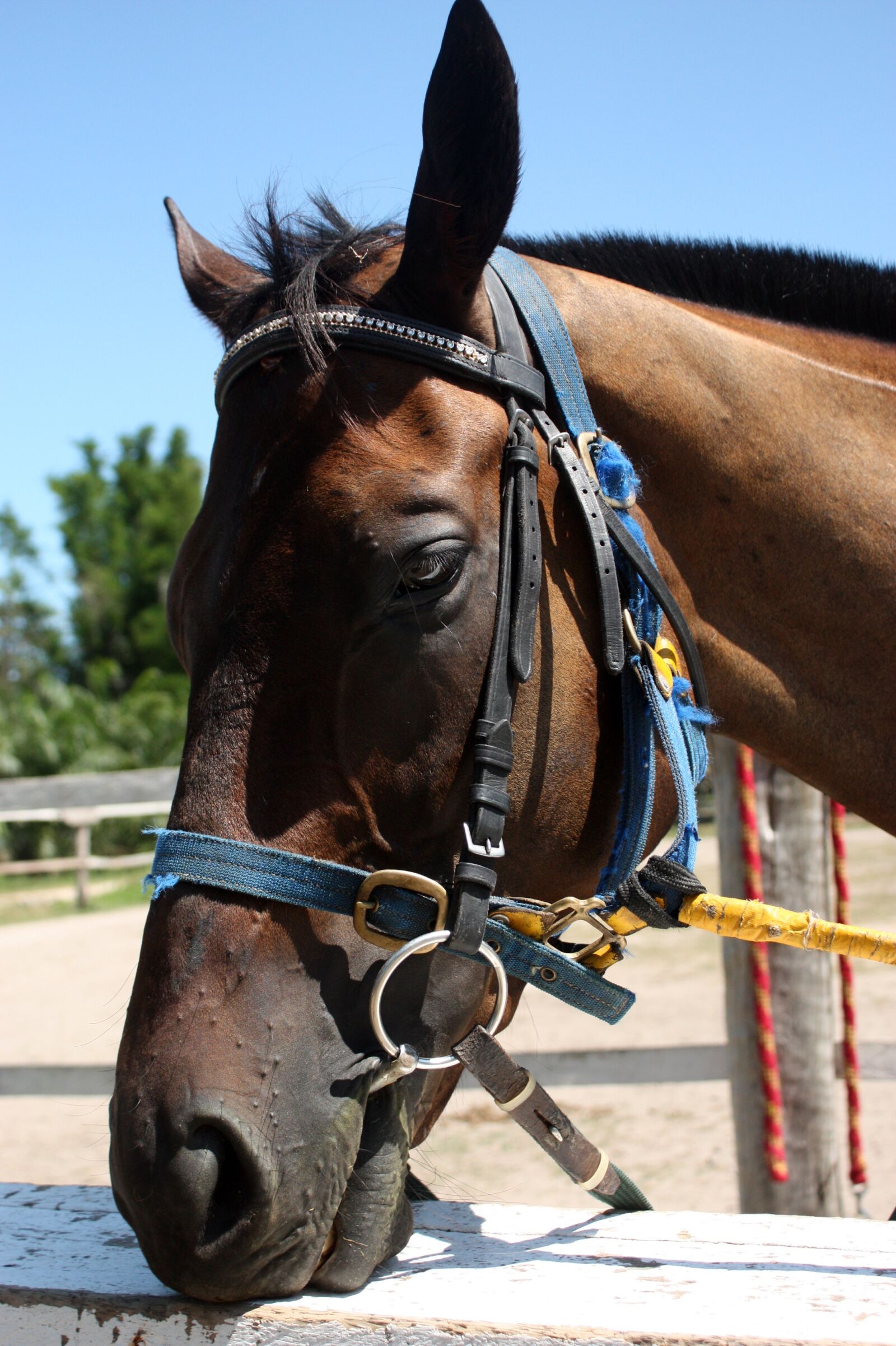 Canon EOS 450D (EOS Rebel XSi / EOS Kiss X2) sample photo. Horses, thailand, farm photography