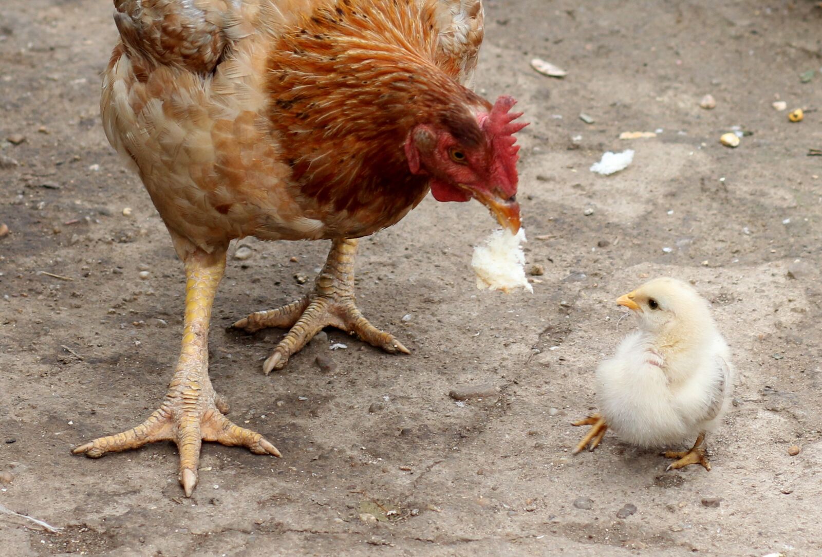 Canon EOS 700D (EOS Rebel T5i / EOS Kiss X7i) + Canon EF 85mm F1.8 USM sample photo. Gaina, chicken, mom photography