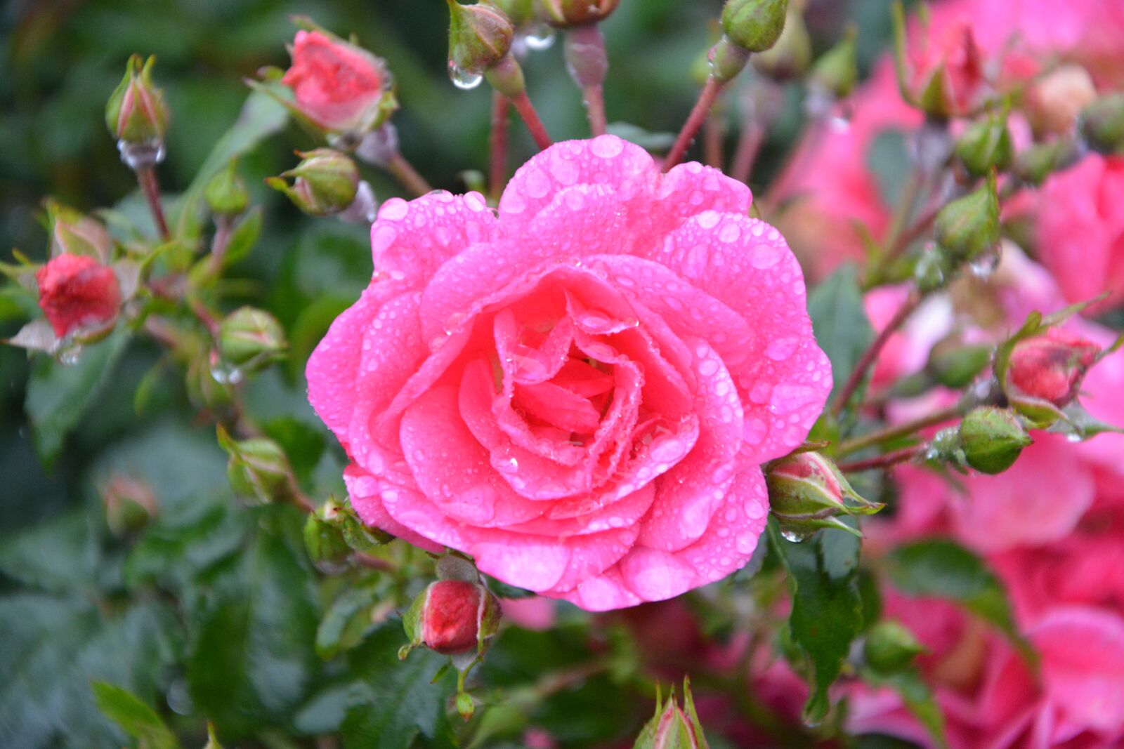 Nikon D5200 sample photo. Pink, roses, buttons roses photography