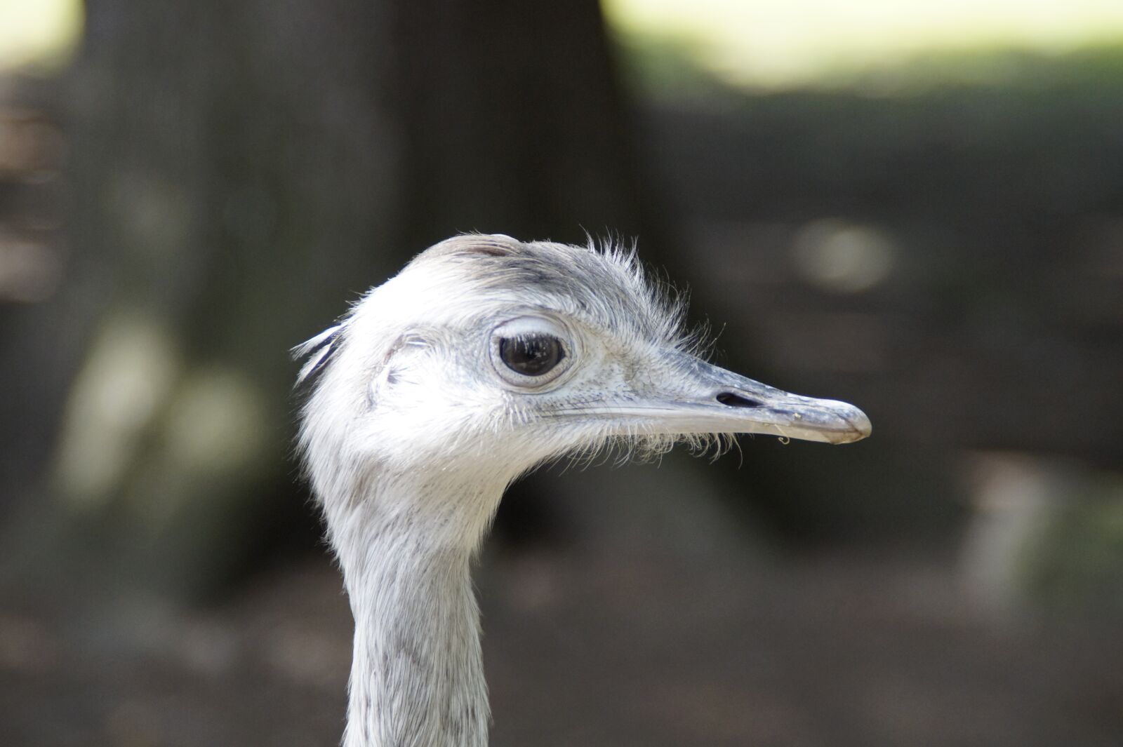 Sony SLT-A58 sample photo. Rhea bird, face, portrait photography