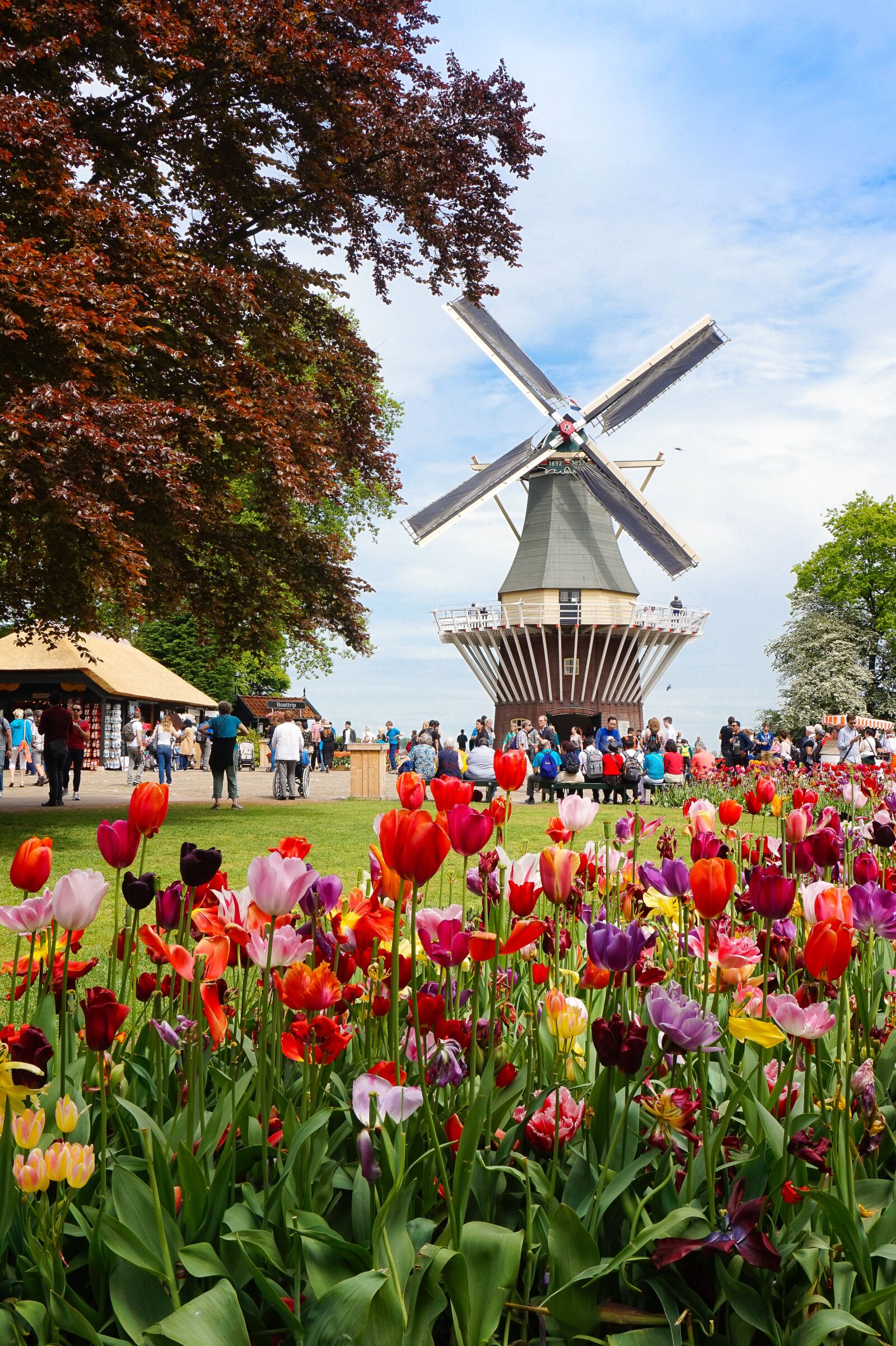 Sony Alpha a5000 (ILCE 5000) sample photo. Flower, windmill, amsterdam photography