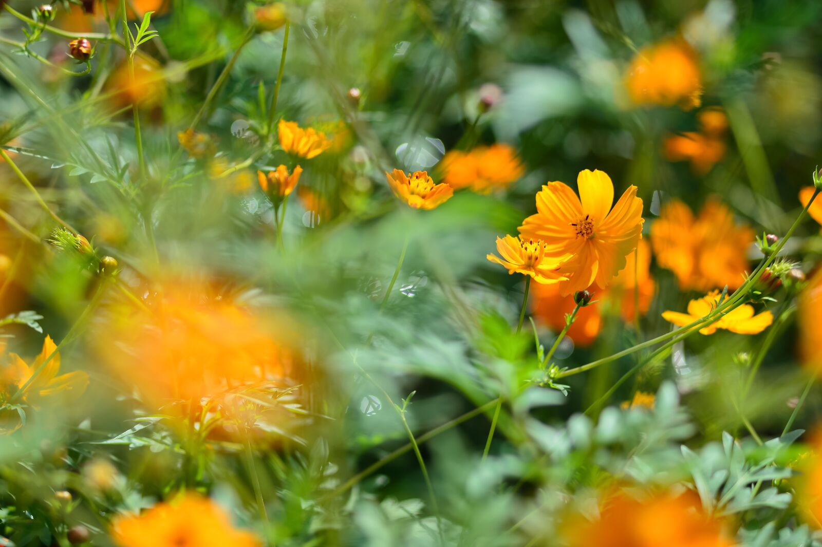 Nikon Df sample photo. Landscape, plant, flowers photography