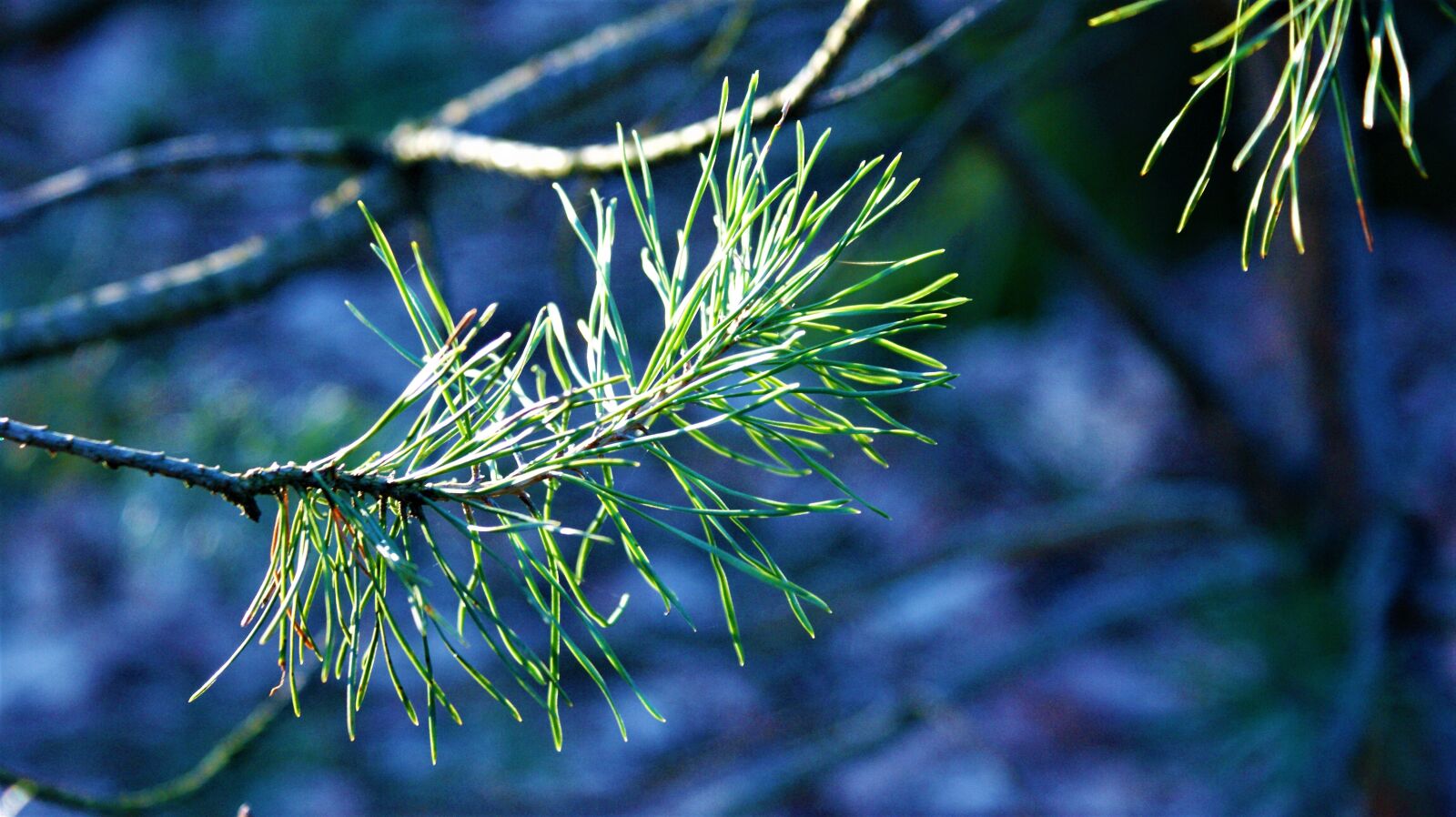 Sony Alpha DSLR-A350 sample photo. Den, tree, green photography