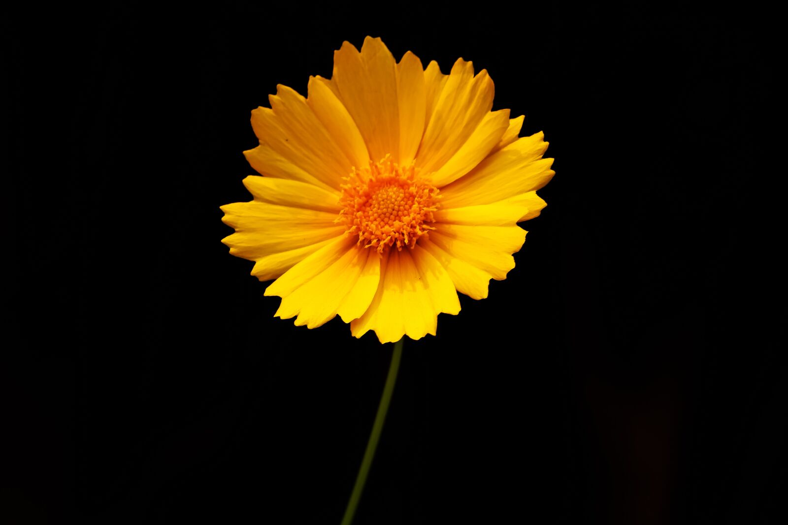 Canon EF-S 55-250mm F4-5.6 IS II sample photo. Nature, flower, yellow flower photography