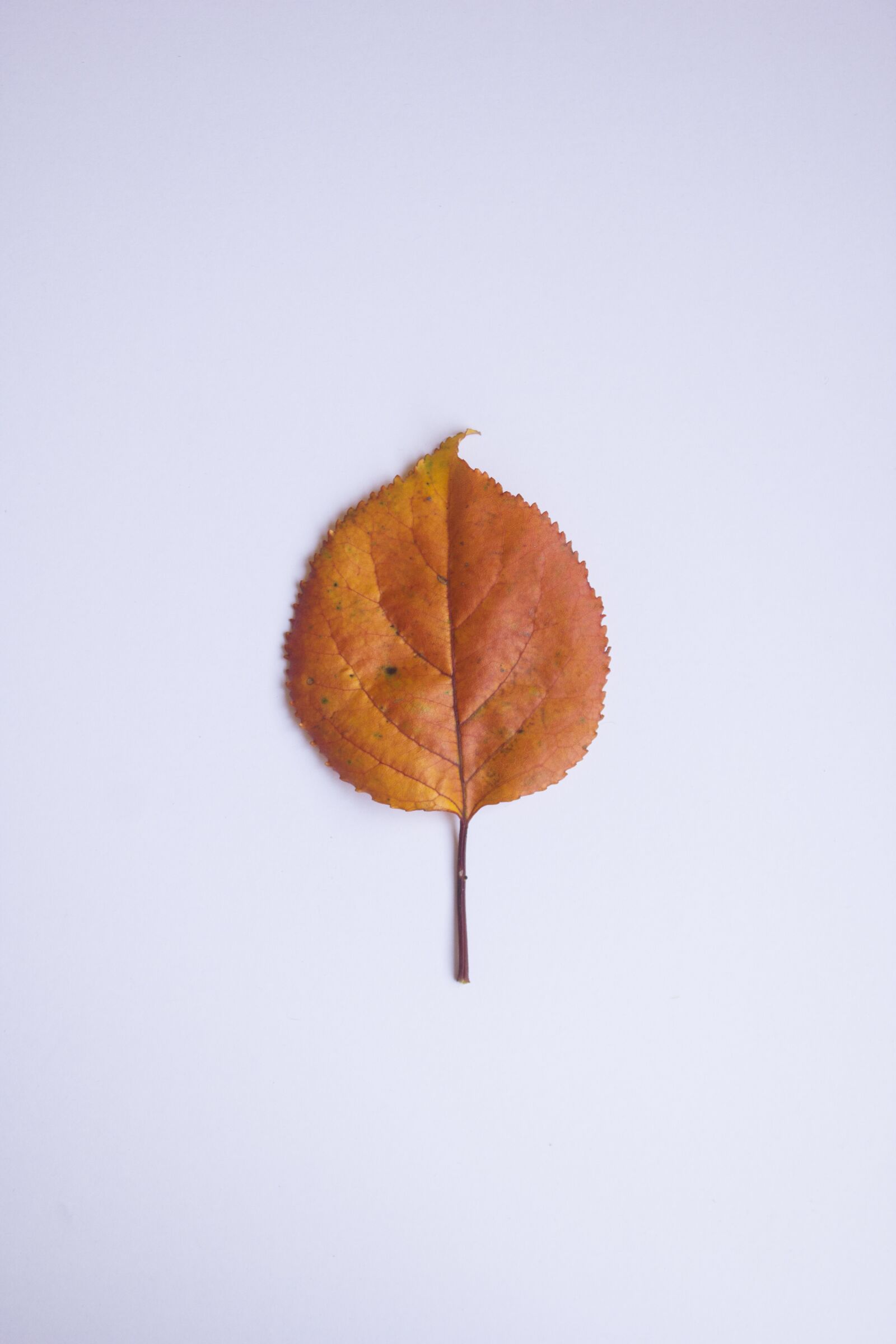 Canon EOS 550D (EOS Rebel T2i / EOS Kiss X4) sample photo. Leaf, autumn, colors photography