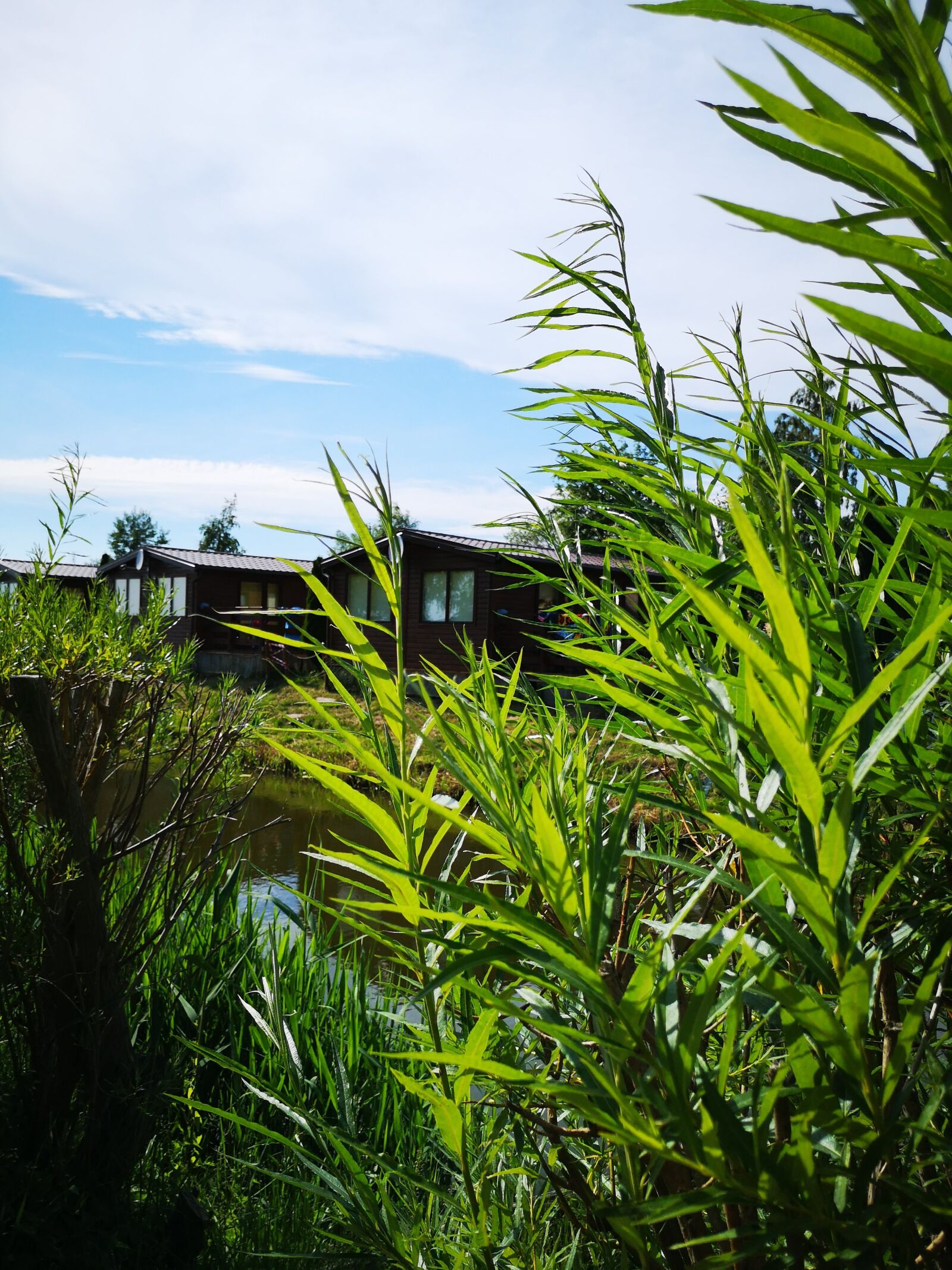 HUAWEI P20 sample photo. Plants, water, wooden house photography