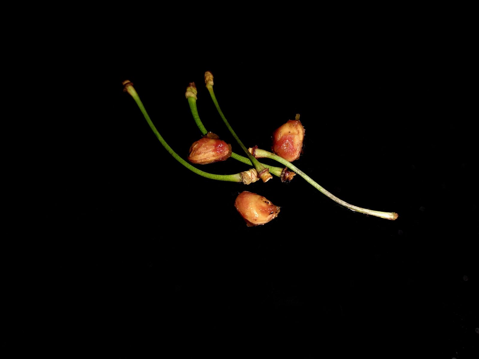 Motorola moto g(8) plus sample photo. Cherry, cherry stones, stengel photography
