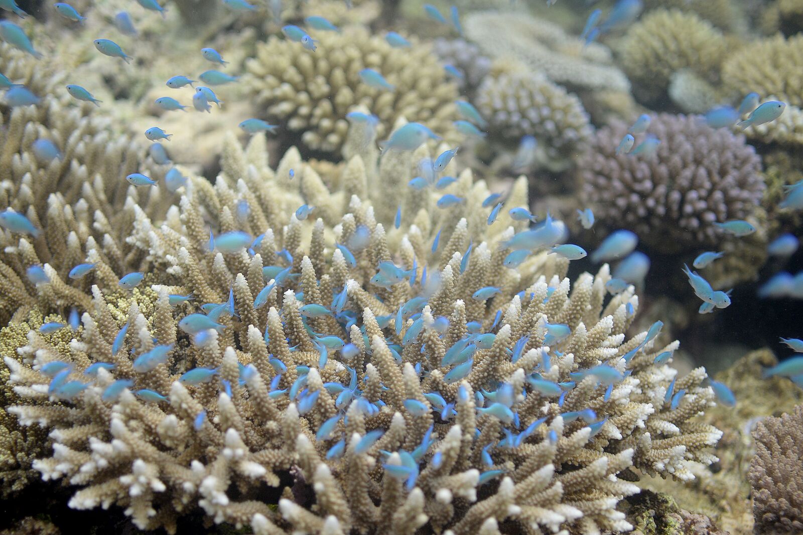 Nikon D610 sample photo. Fish, reef, sea photography